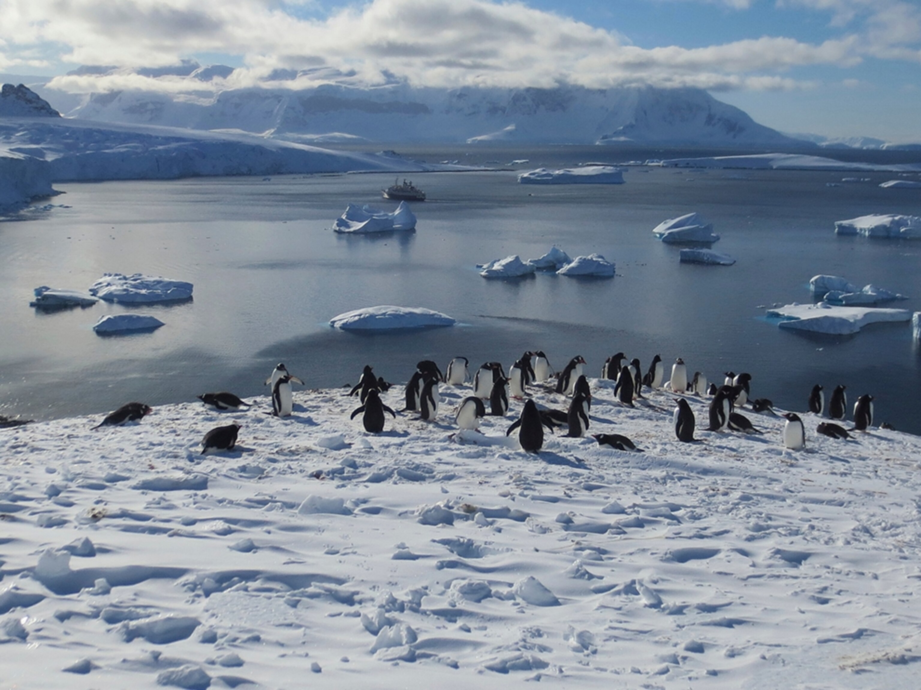penguins on ice in Antarctica