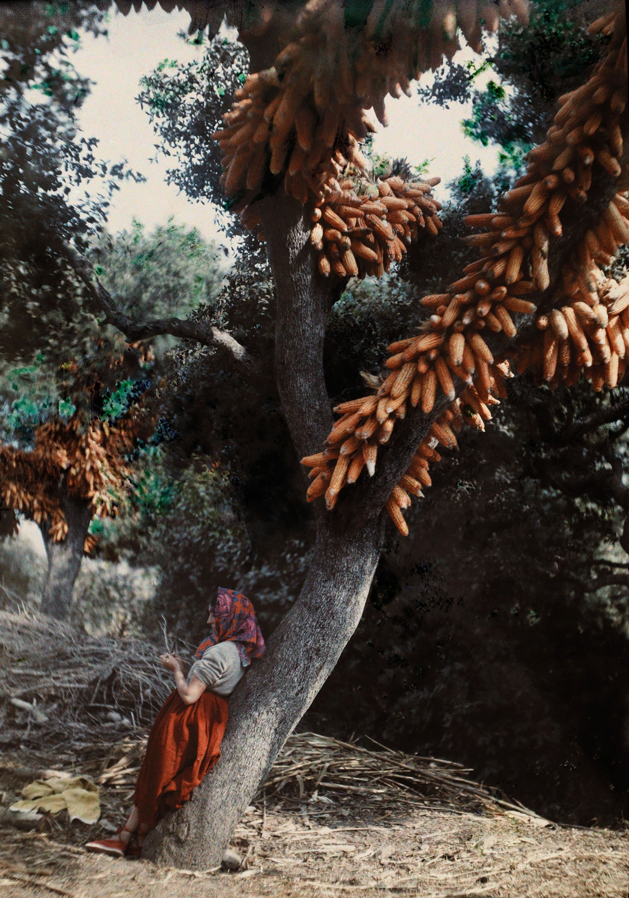 a woman standing below trees where corn hangs to dry