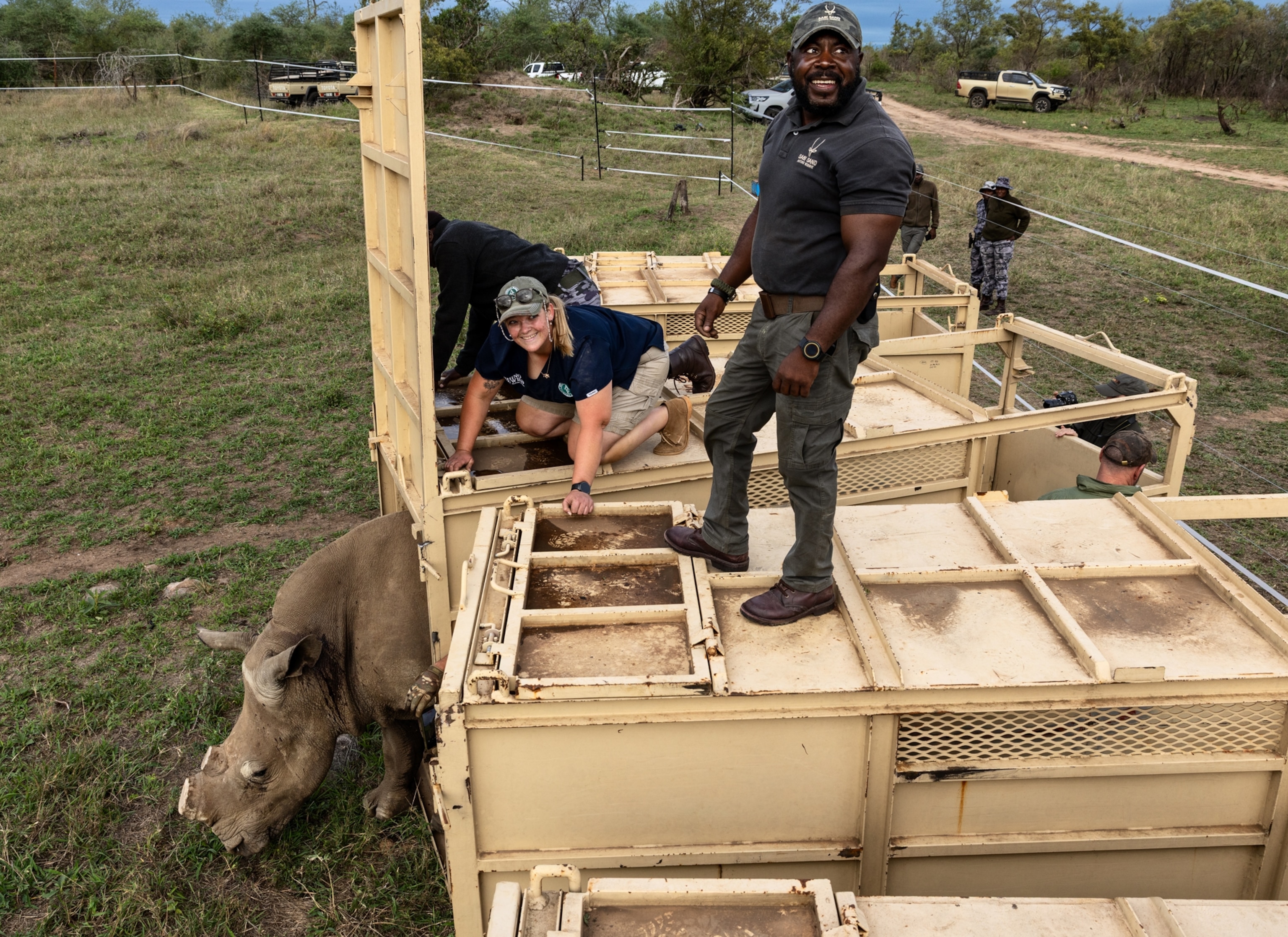 Three people stand on top of large metal crates. They lift the door on one of the crates and a rhino is walking out of it.