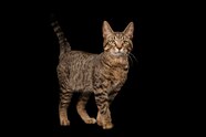 Cats Domesticated Themselves Ancient DNA Shows