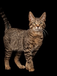 Do Cats And Dogs Have The Same Ancestor