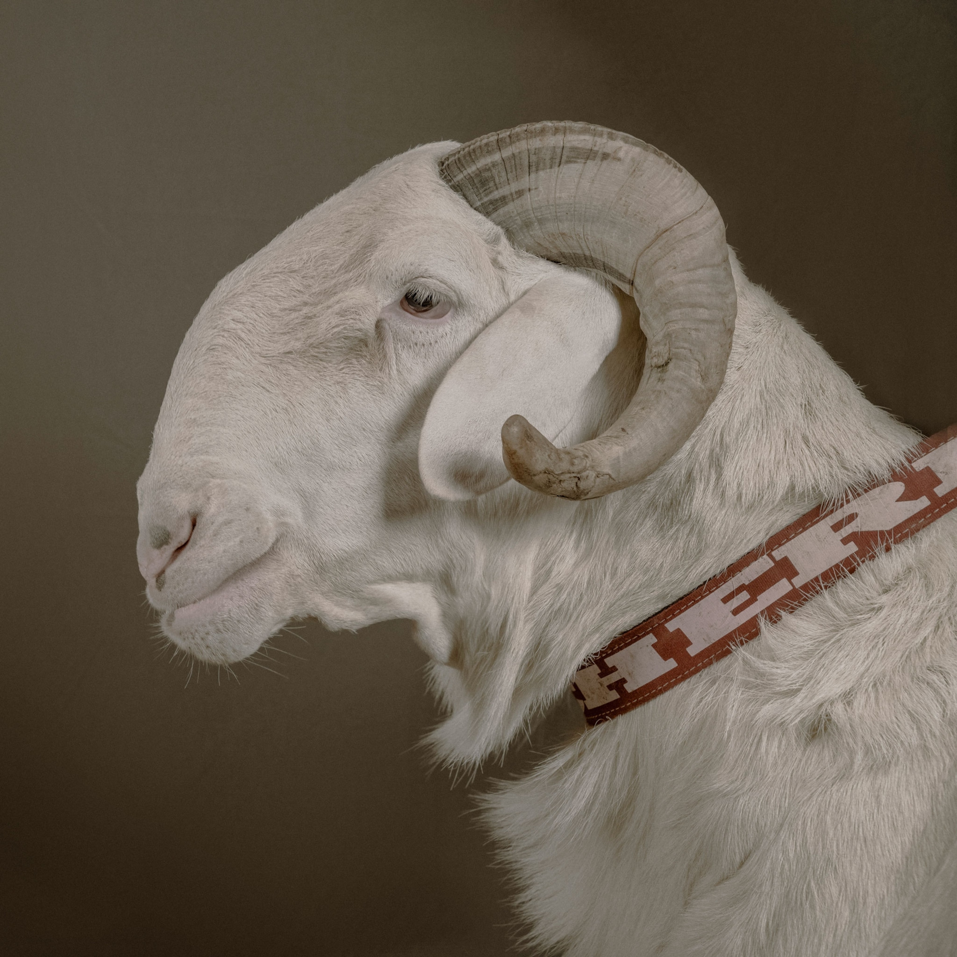 A rare look at the world’s most expensive sheep