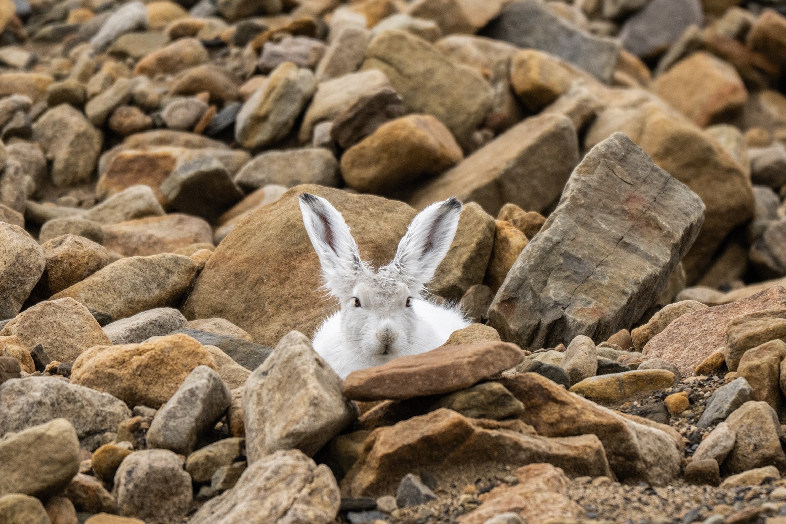 rabbit in greenland