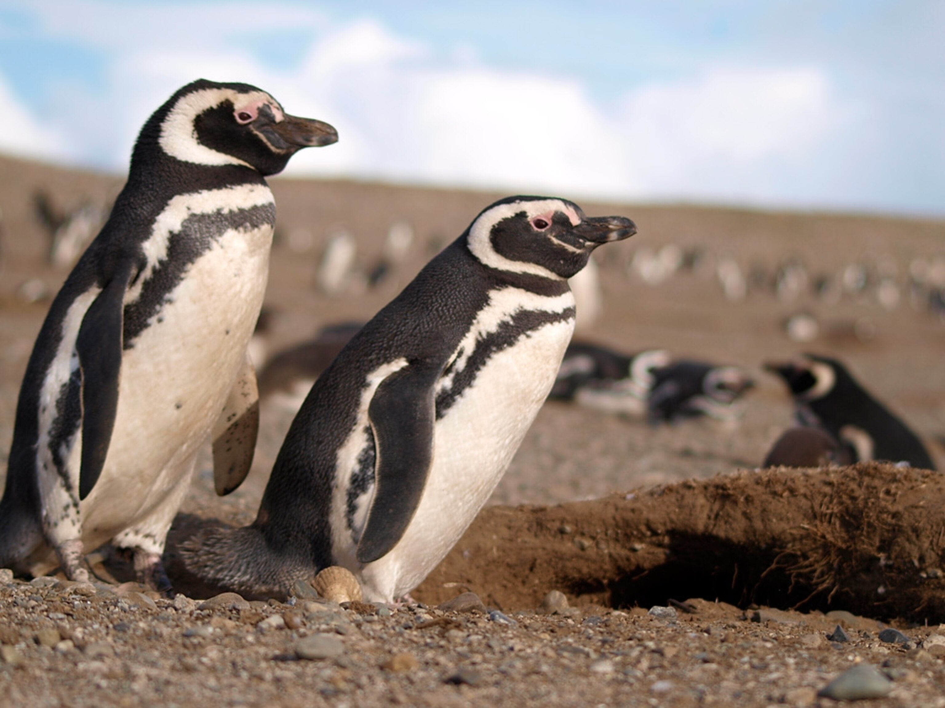 Penguins in Chile
