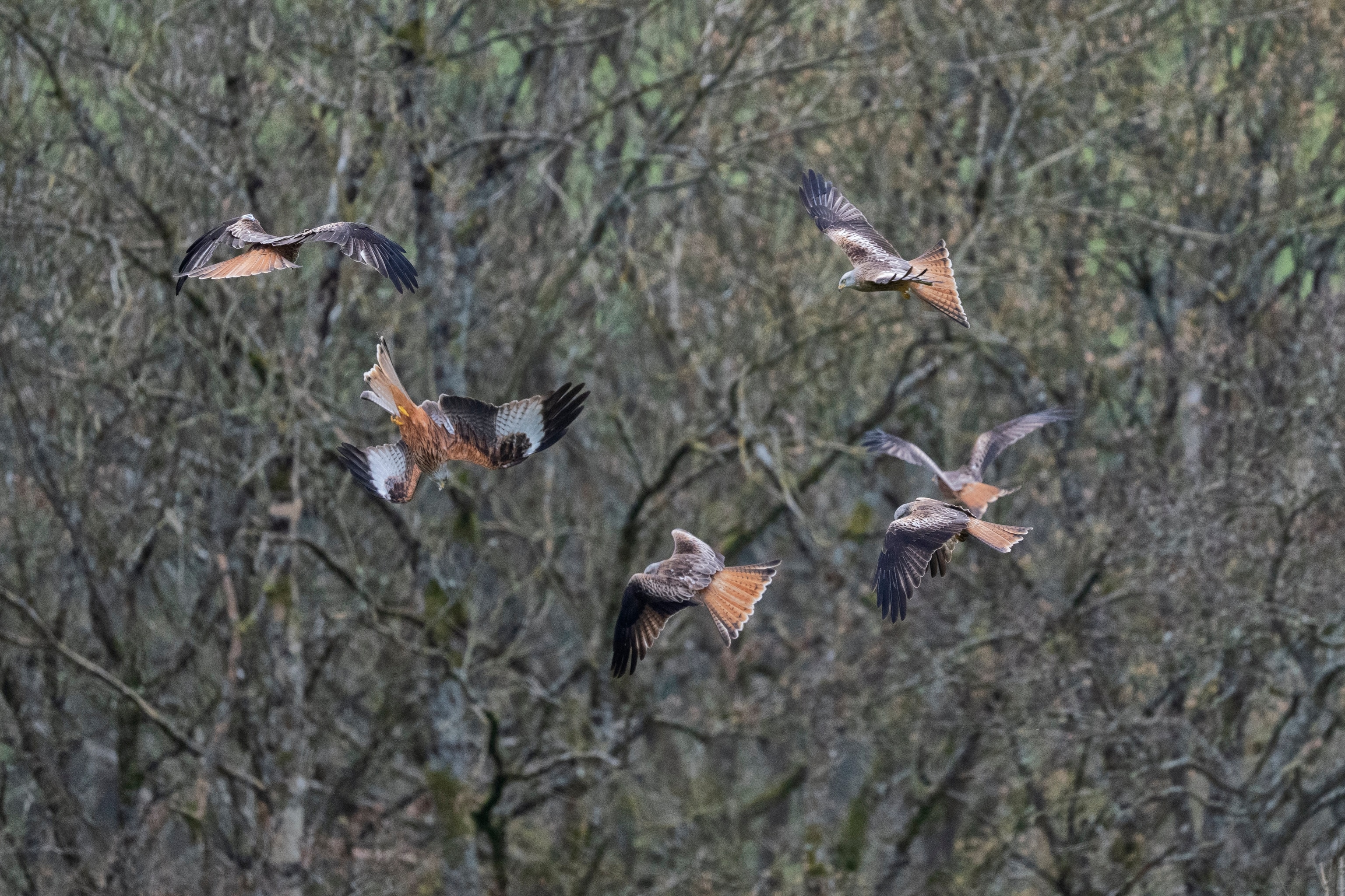 Red kites aerial deftness