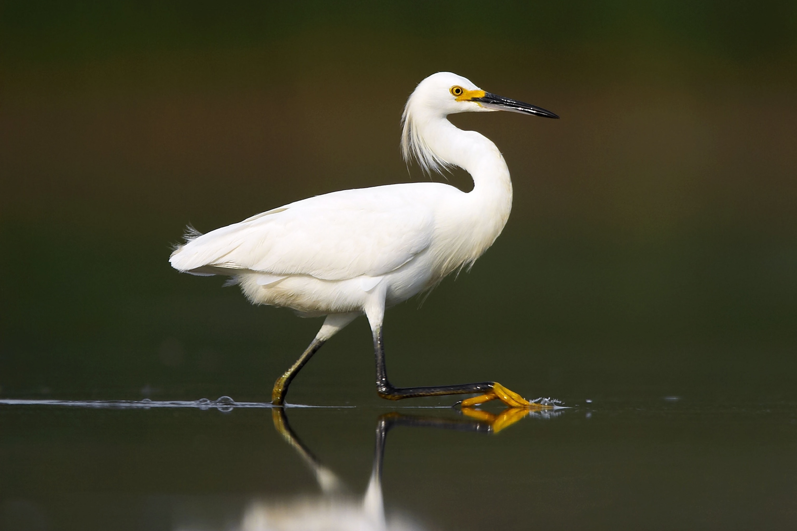 A strip of march along Jamaica Bay, Gateway National Recreation Area