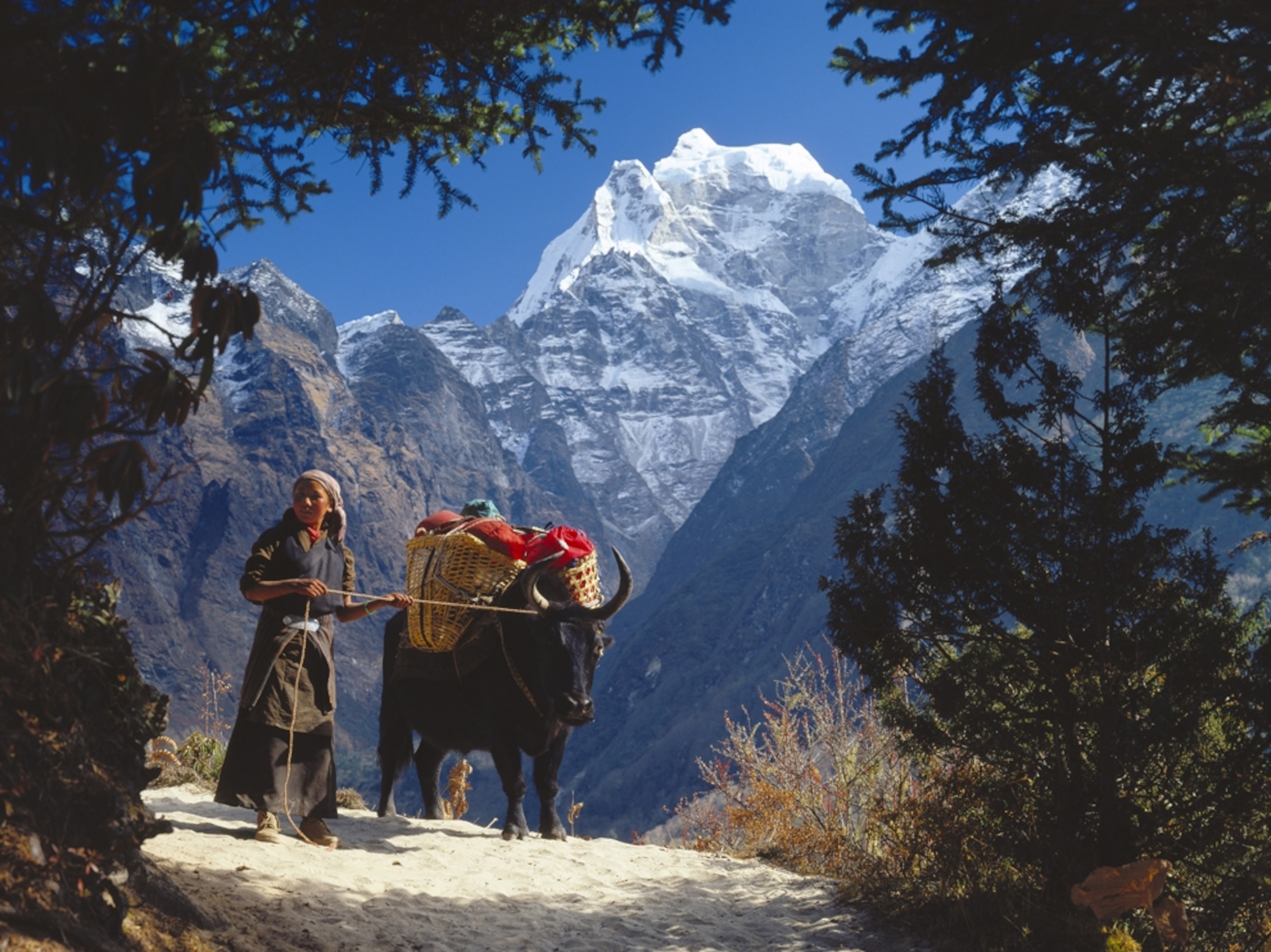 Sherpa girl and yak in the Everest Region of Nepal