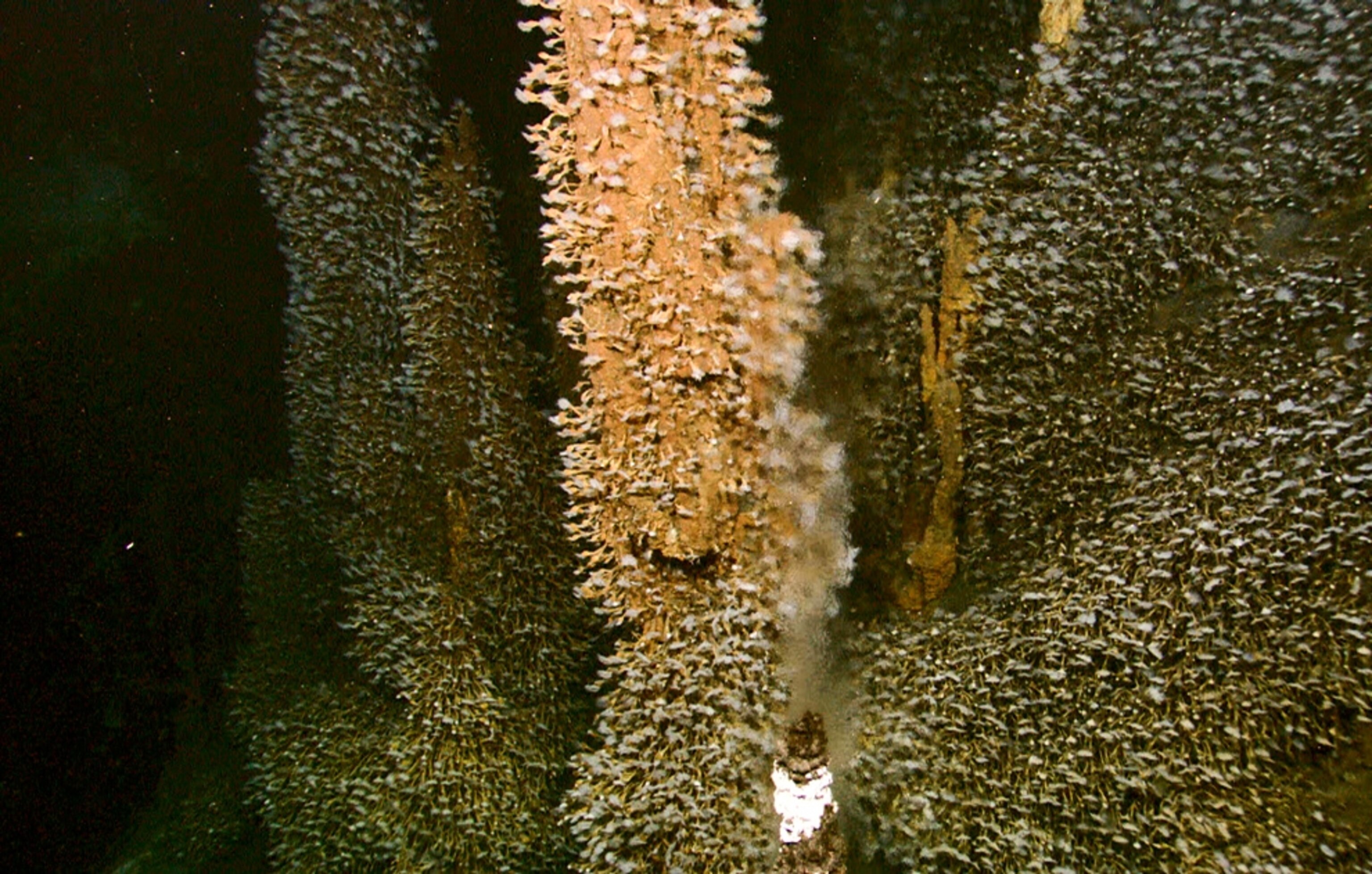 Picture of the giant undersea volcano's sulfide chimney covered in barnacles off Indonesia.