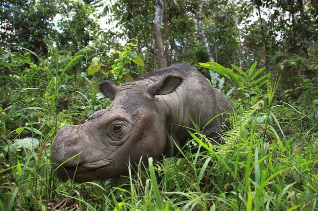 An adult Sumatran rhino bull in his outdoor enclosure. Sumatrans once flourished in lowland rain forest habitat in many parts of Southeast Asia. Photograph by Rasmus Gren Havmøller