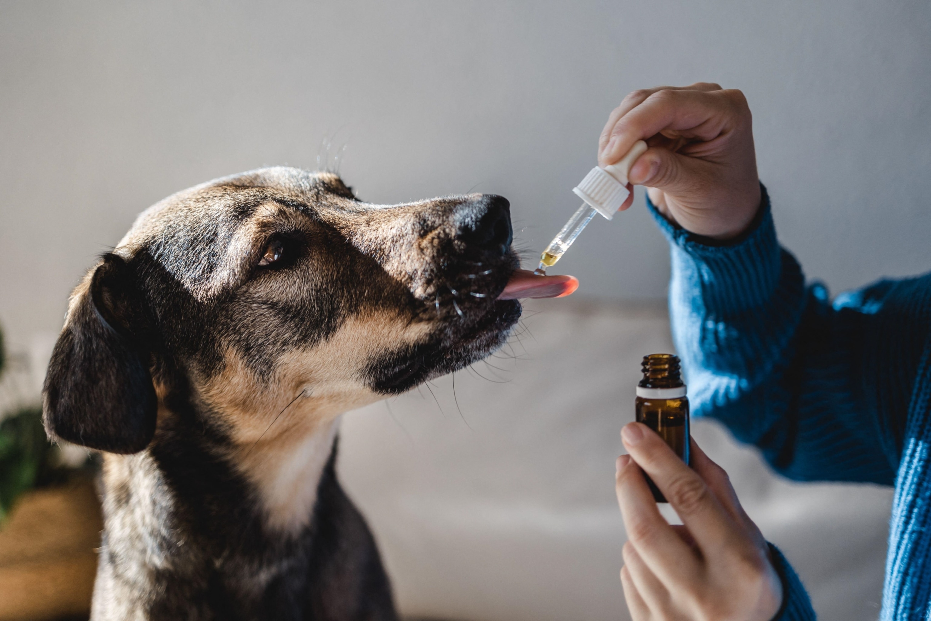 A dog receiving medicinal drops from a dropper held by a person in a blue sweater.