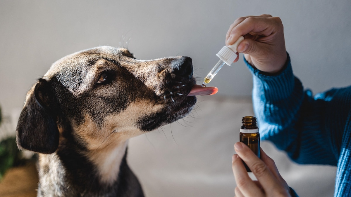 Is CBD good for your dog?