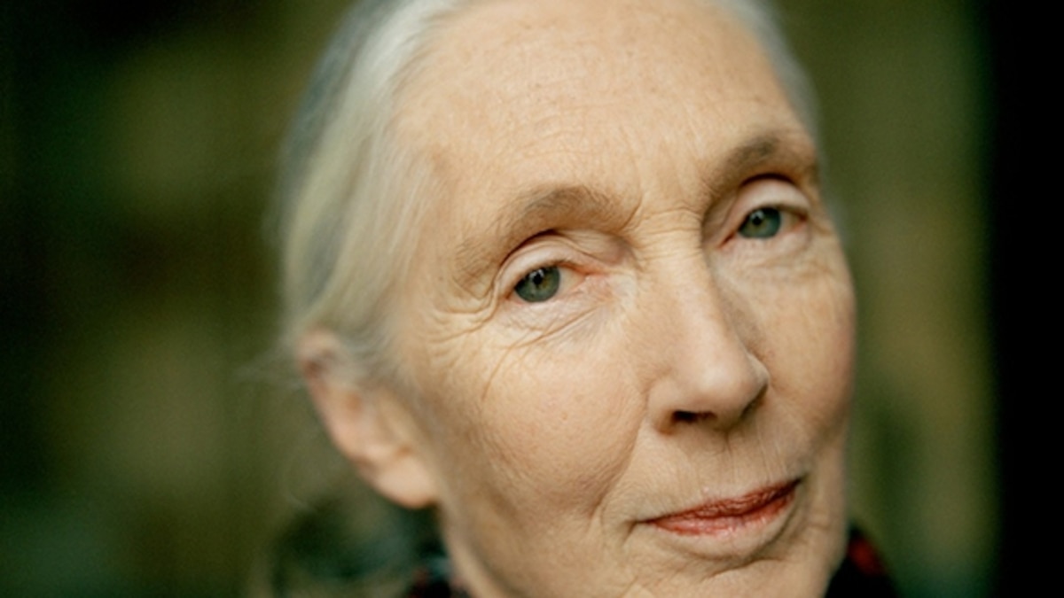 Jane Goodall Talks About How to be a Better Tourist
