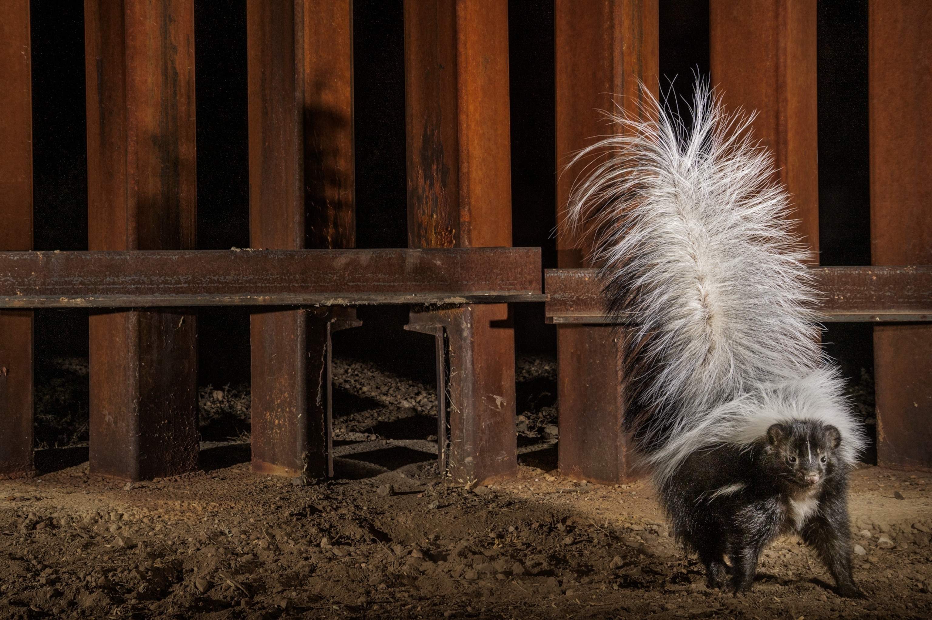 Animals walk beside the steel-slatted wall being built along the border between the United States and Mexico.