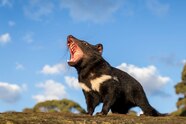 Tasmanian Devils Return To Mainland Australia For First Time In 3 000 