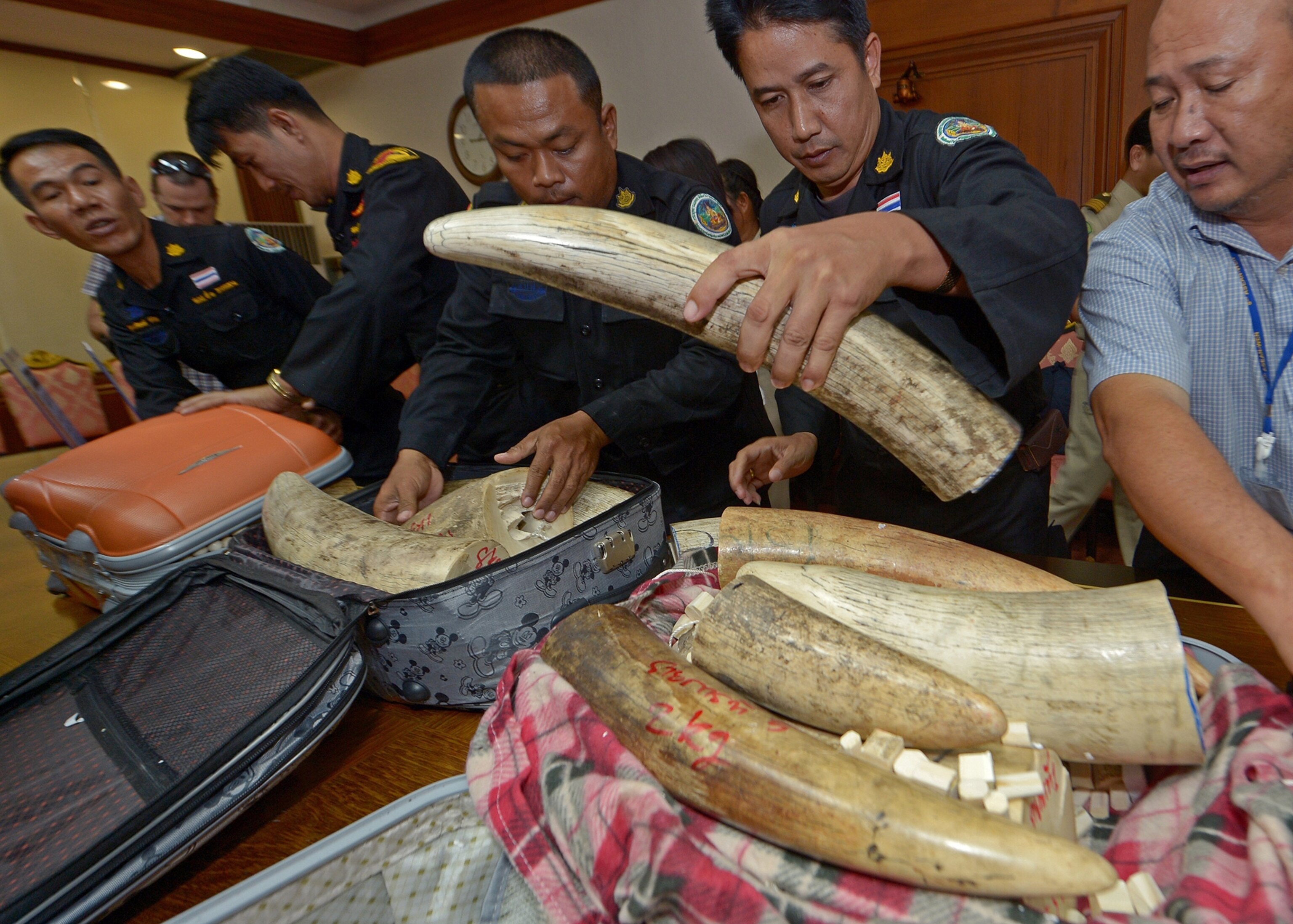 Thai officials arranging confiscated elephant tusks at a press conference