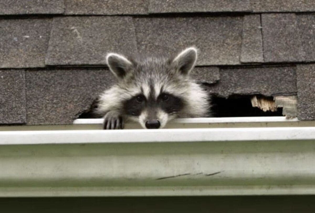 Watch How to Kick Raccoons Out of Your House—Humanely