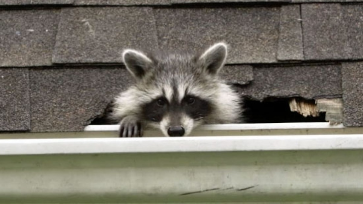 Watch How to Kick Raccoons Out of Your House—Humanely