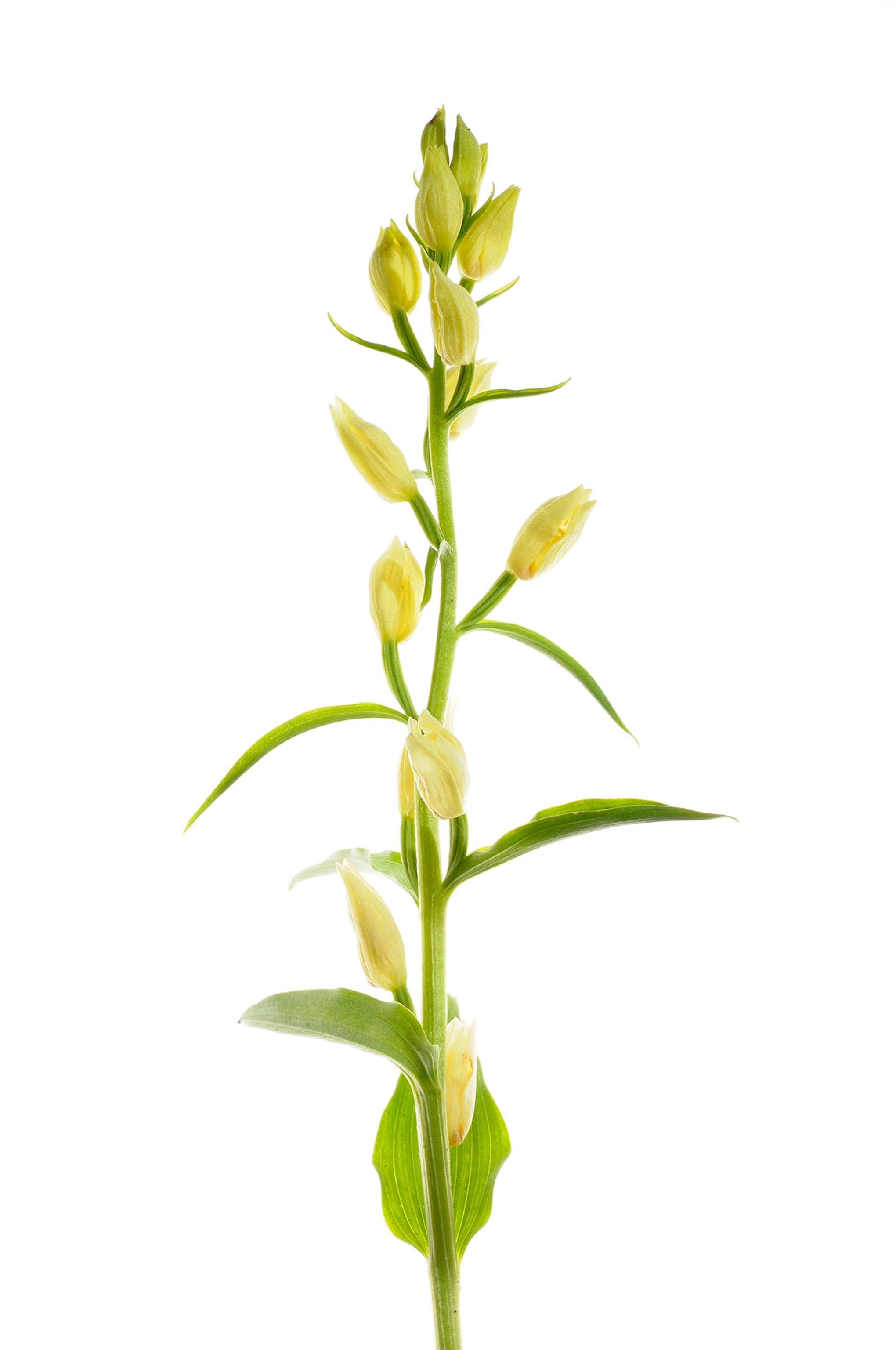 cephalanthera damasonium