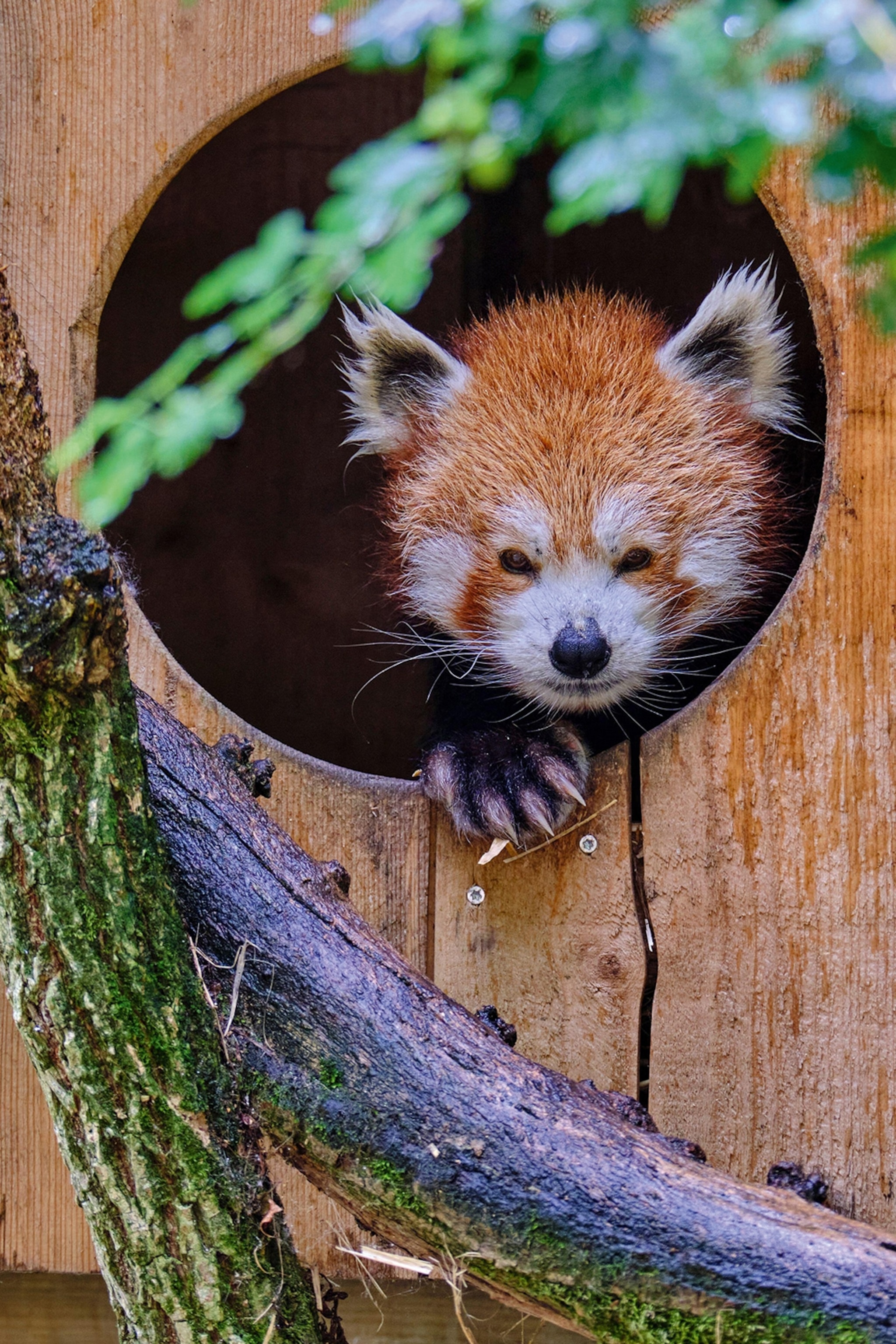 A red panda peeking through a wooden box with a circular opening.
