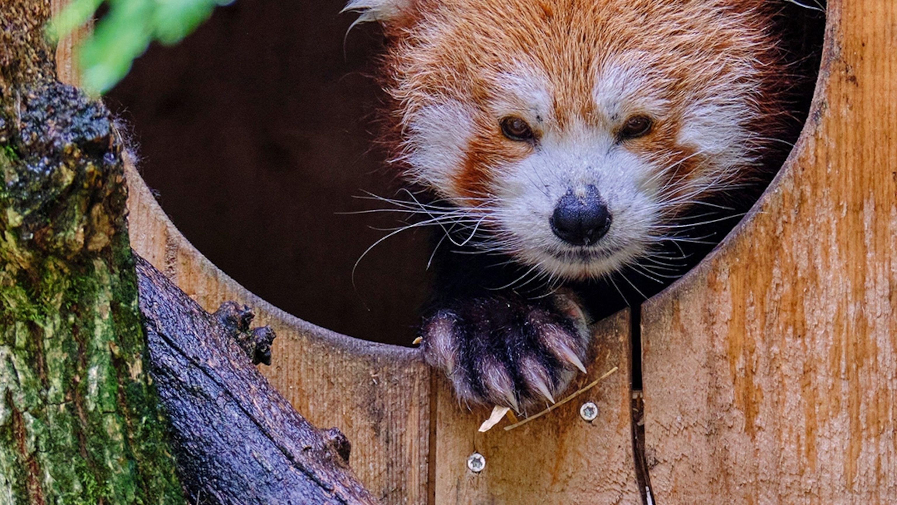 6 zoos that are dedicated to conservation