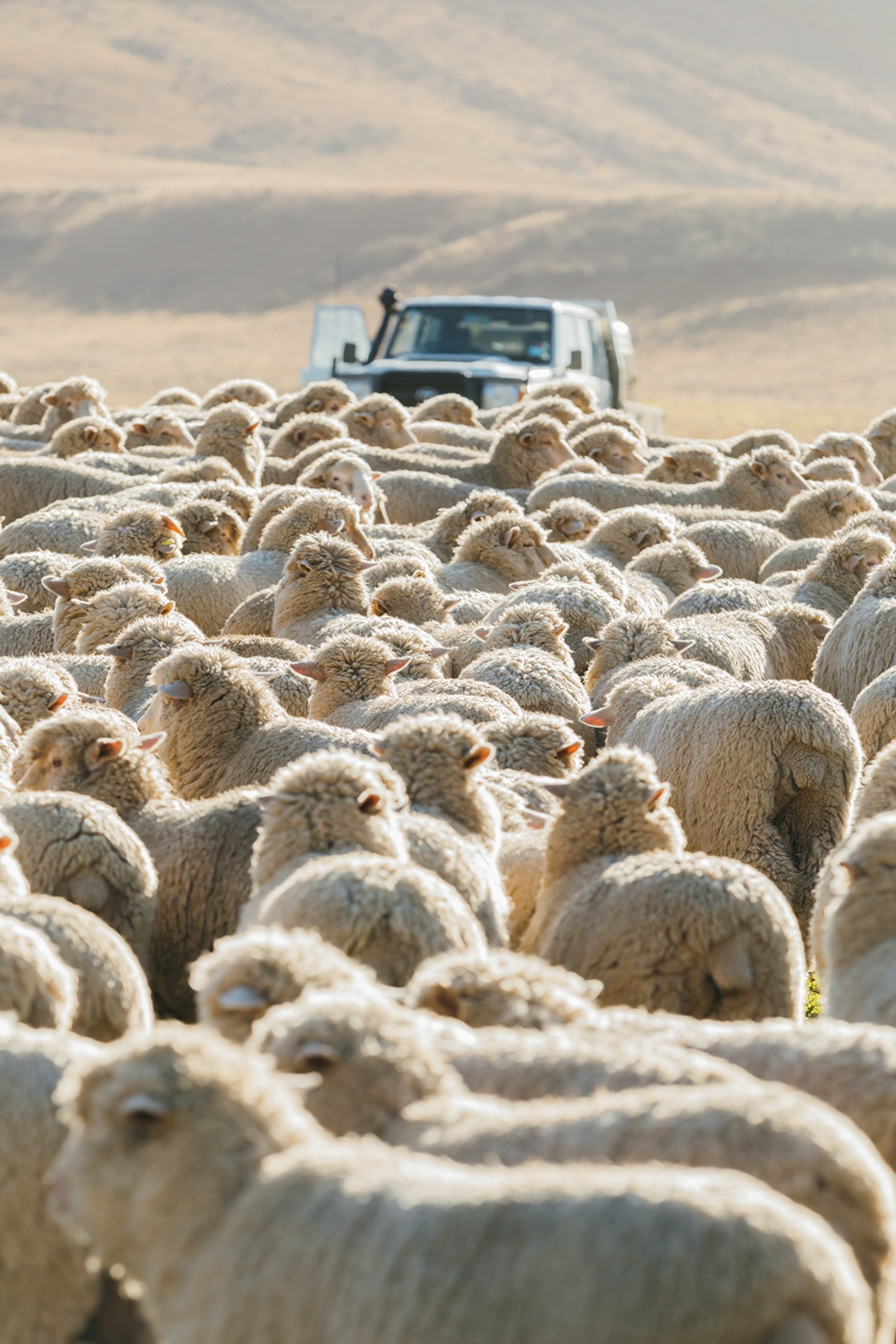 A crowded shot of a sheep herd with a truck slightly visible in the background.