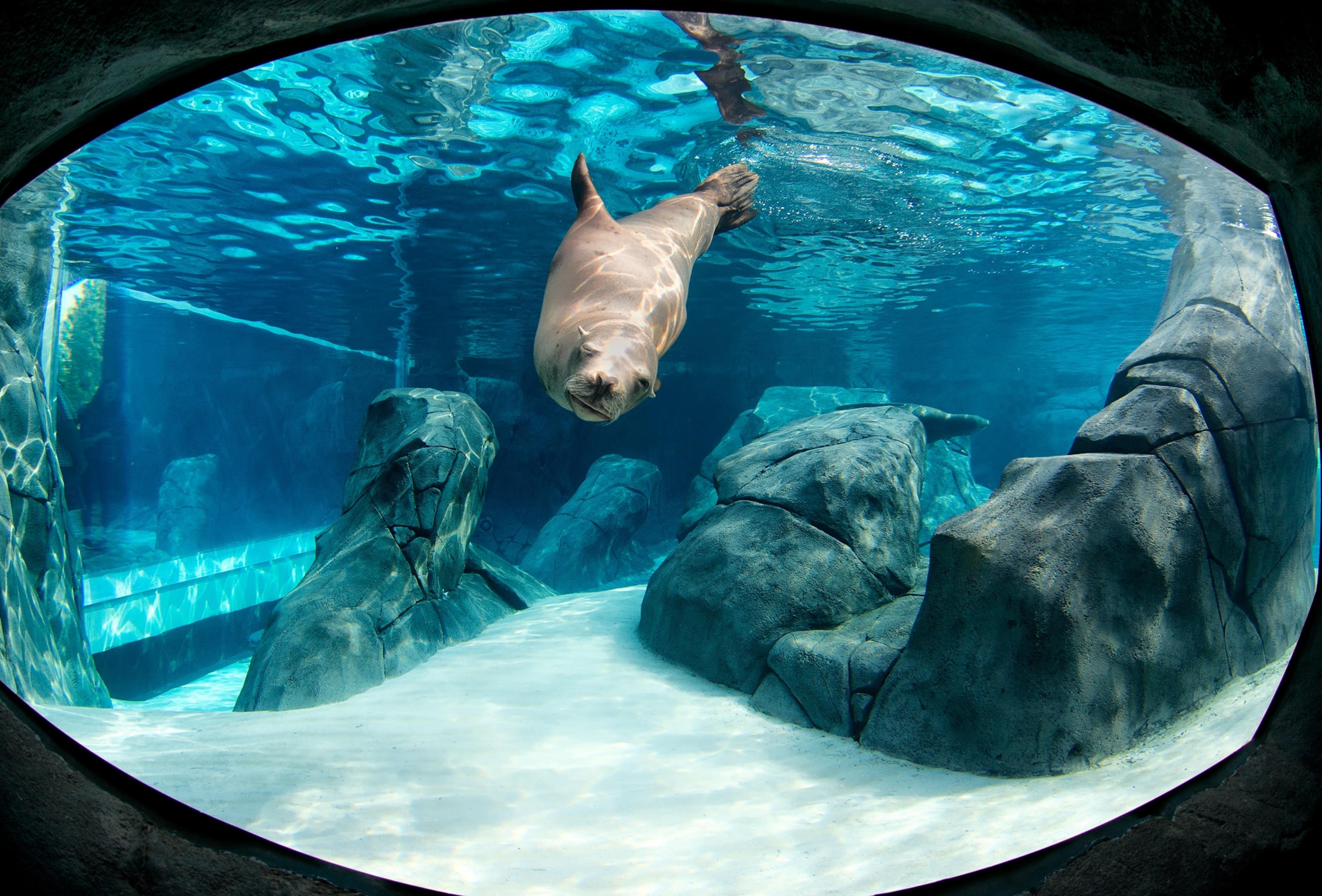 a sea lion underwater seen through glass at the Sea Lion Sound exhibit, St. Louis Zoo