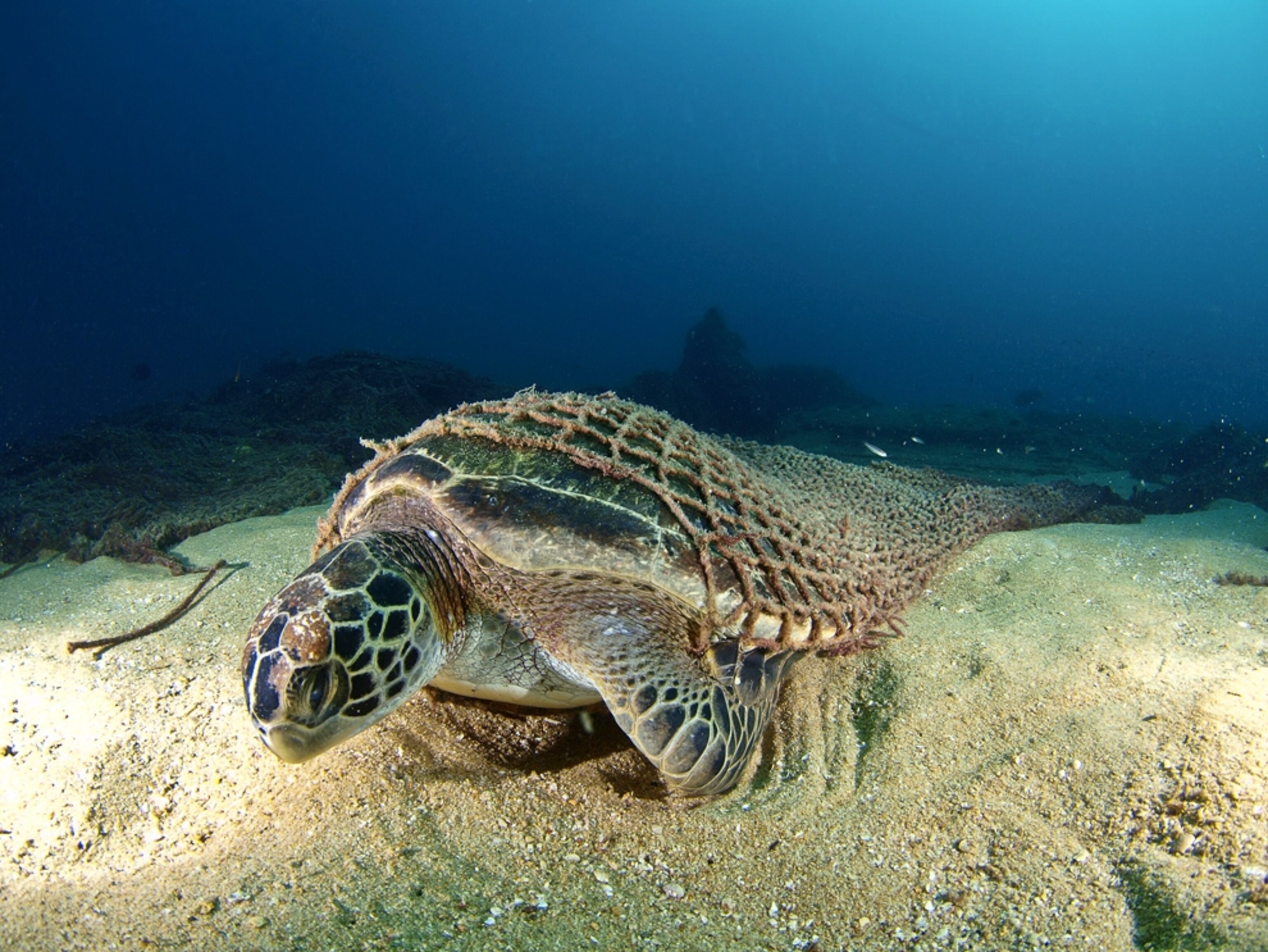 A trapped sea turtle is featured in one of the award-winning pictures in the fourth annual Deep Indonesia International Underwater Photo Competition