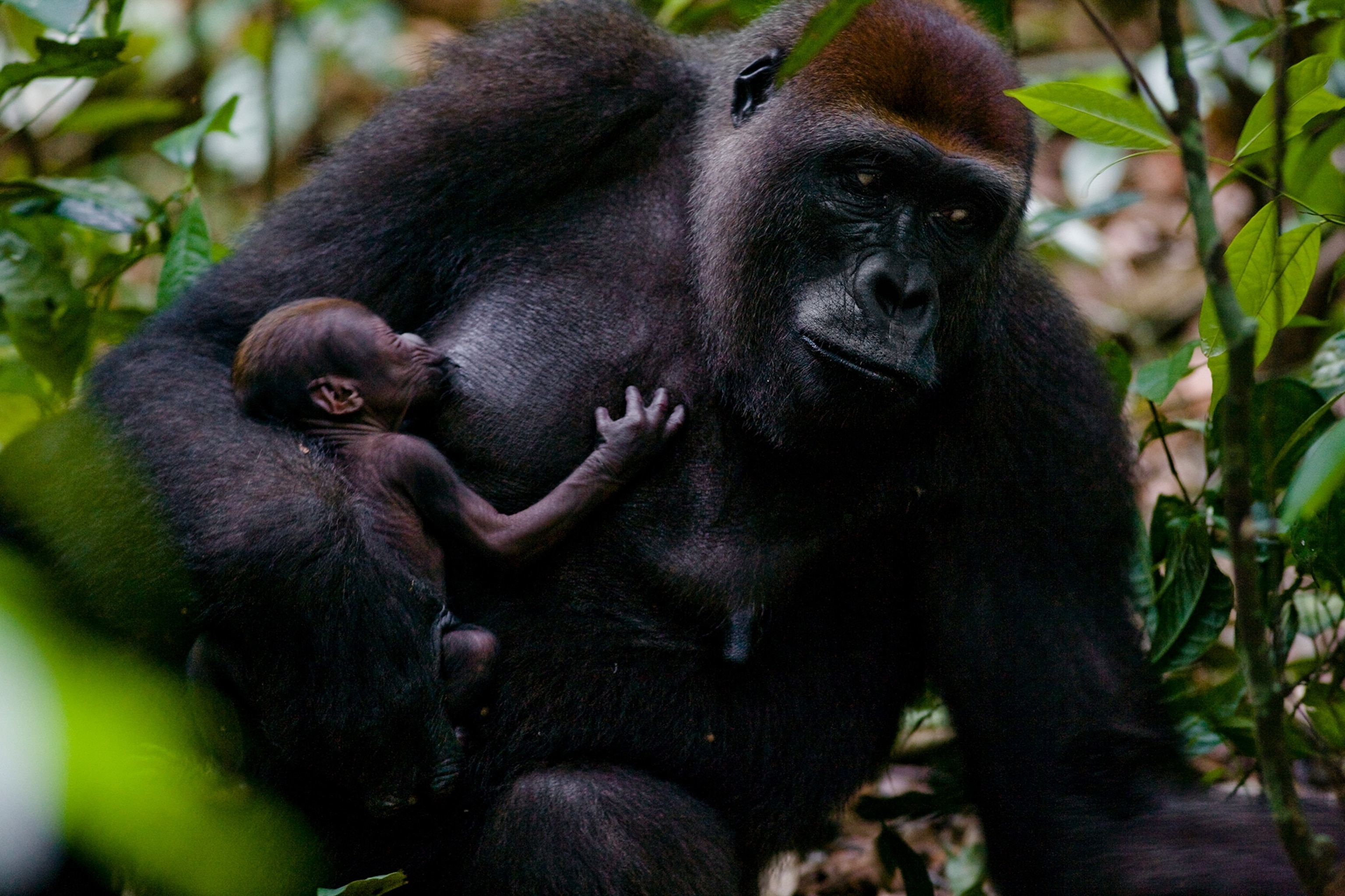 30 Sweet Moments Between Animal Moms and Babies