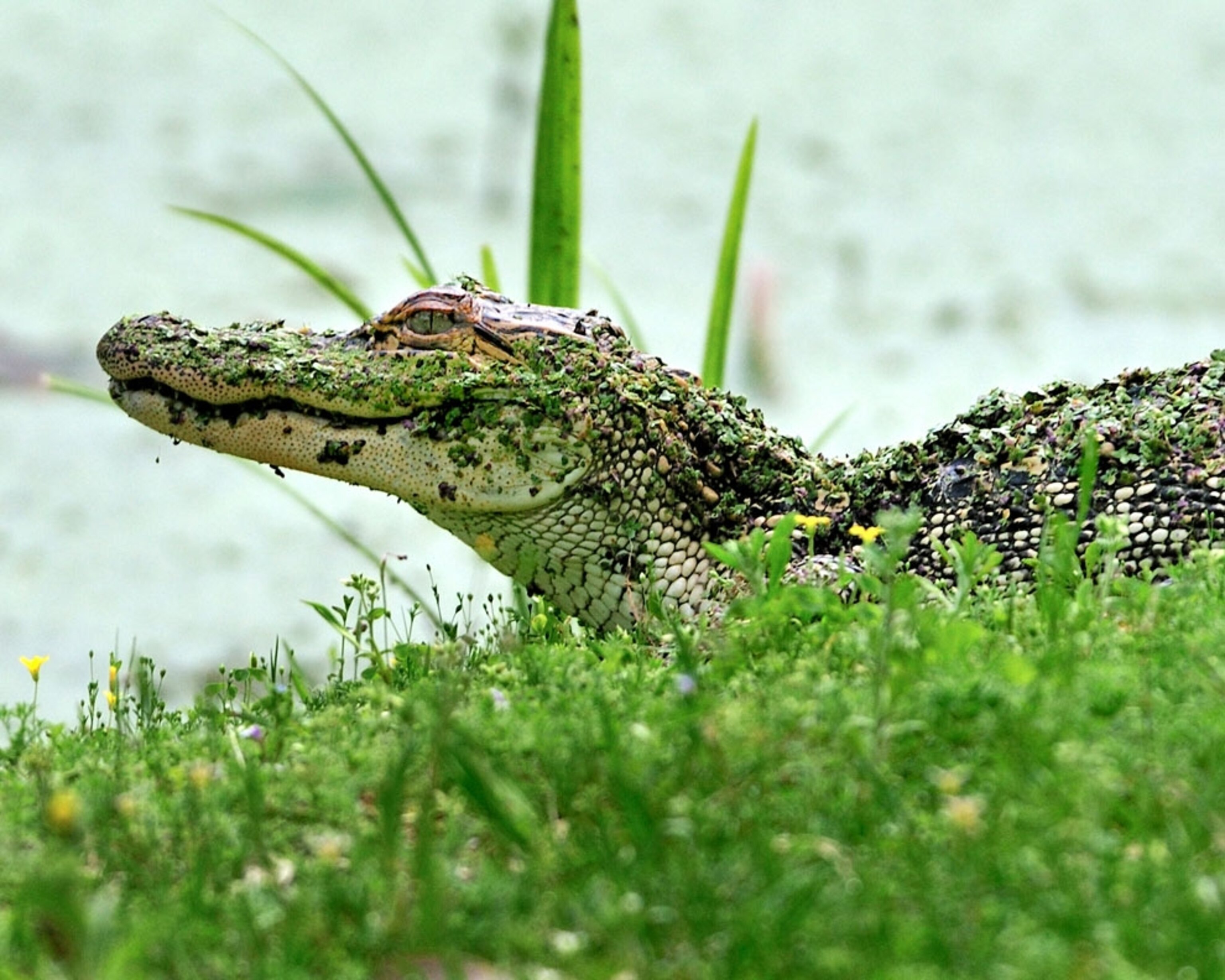 Alligator emerged onto the banks of Avery Island, Louisiana.