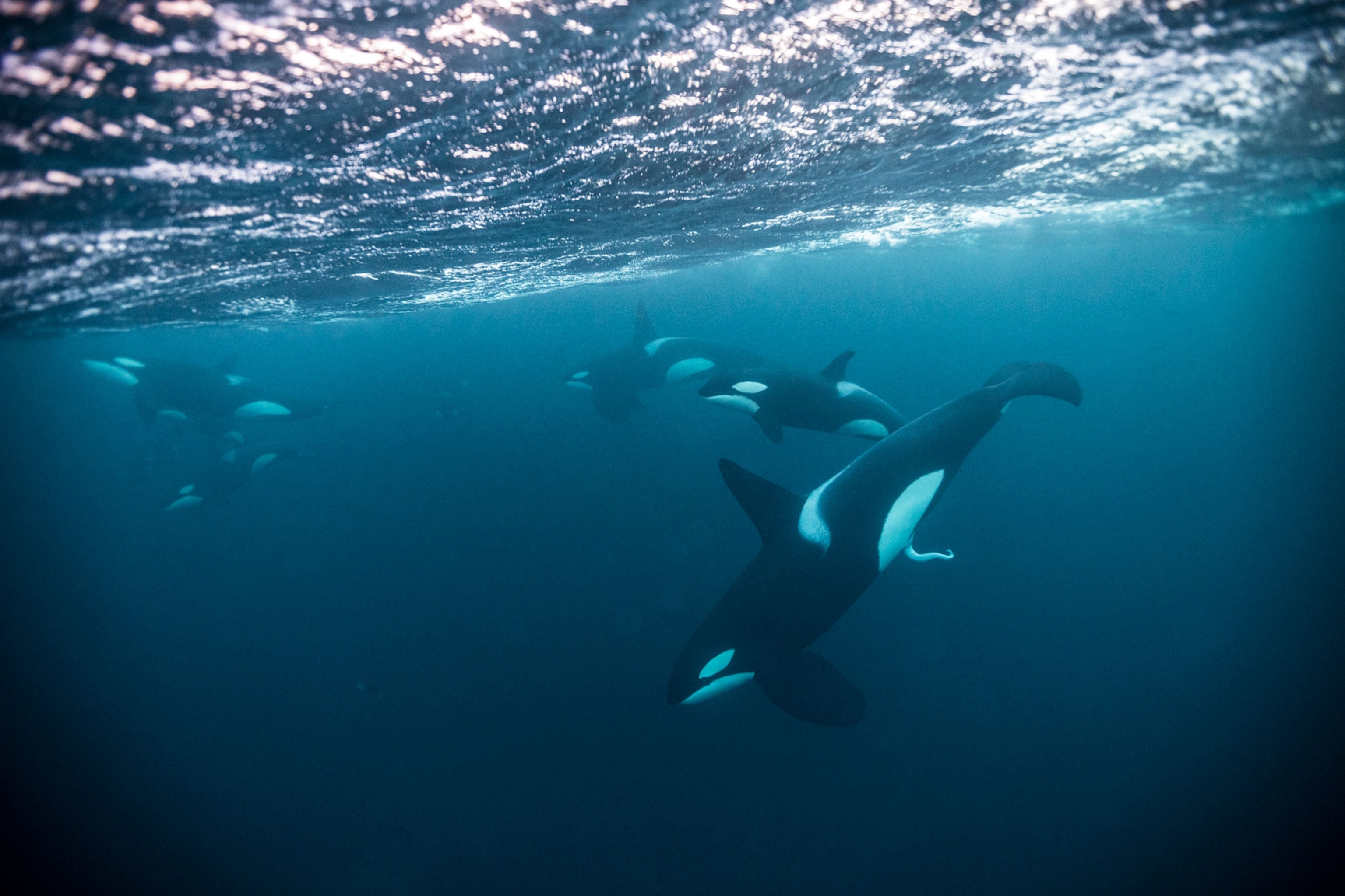 orcas