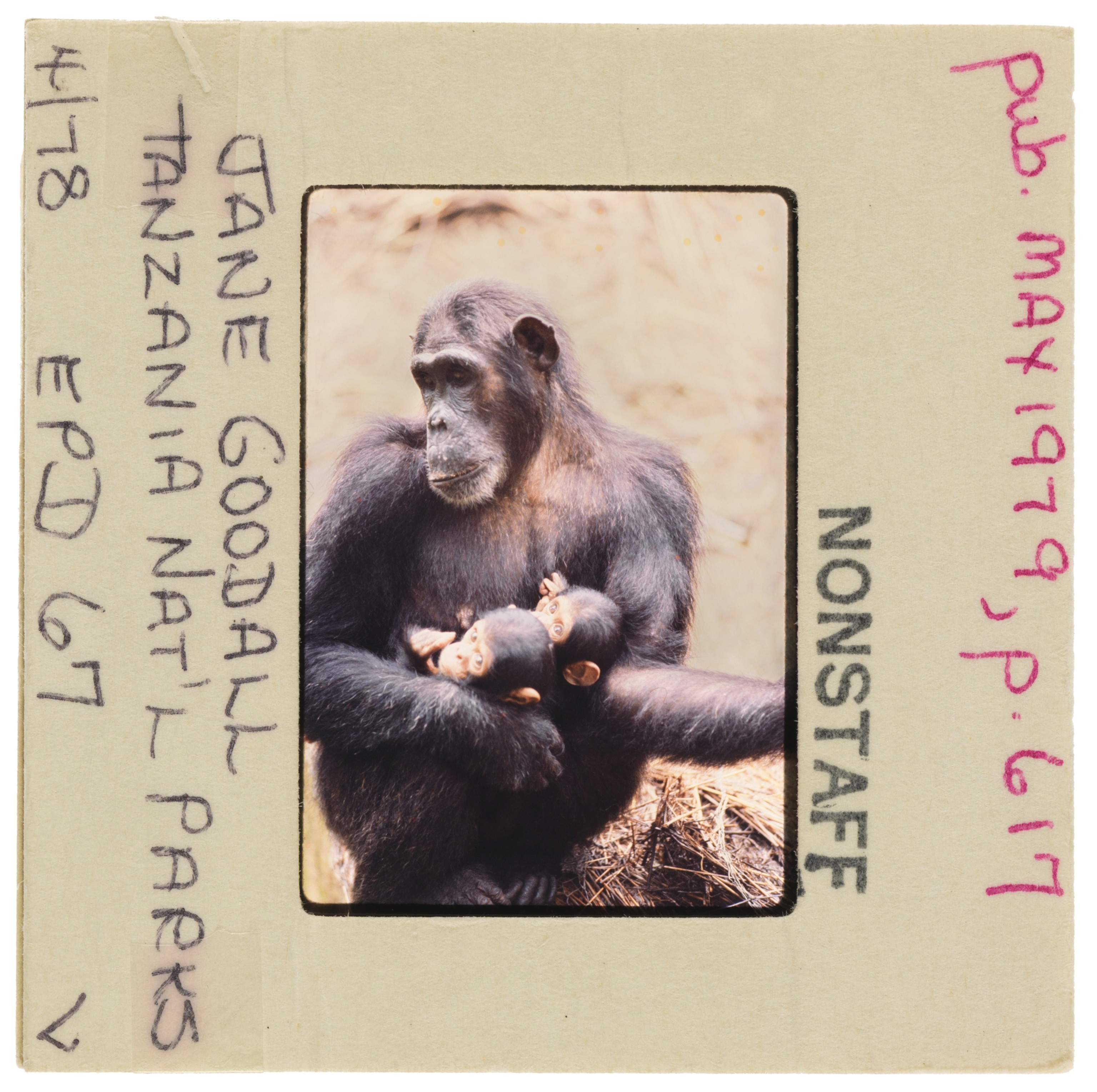 A chimpanzee named Melissa is shown with twins Gyre and Gimble.