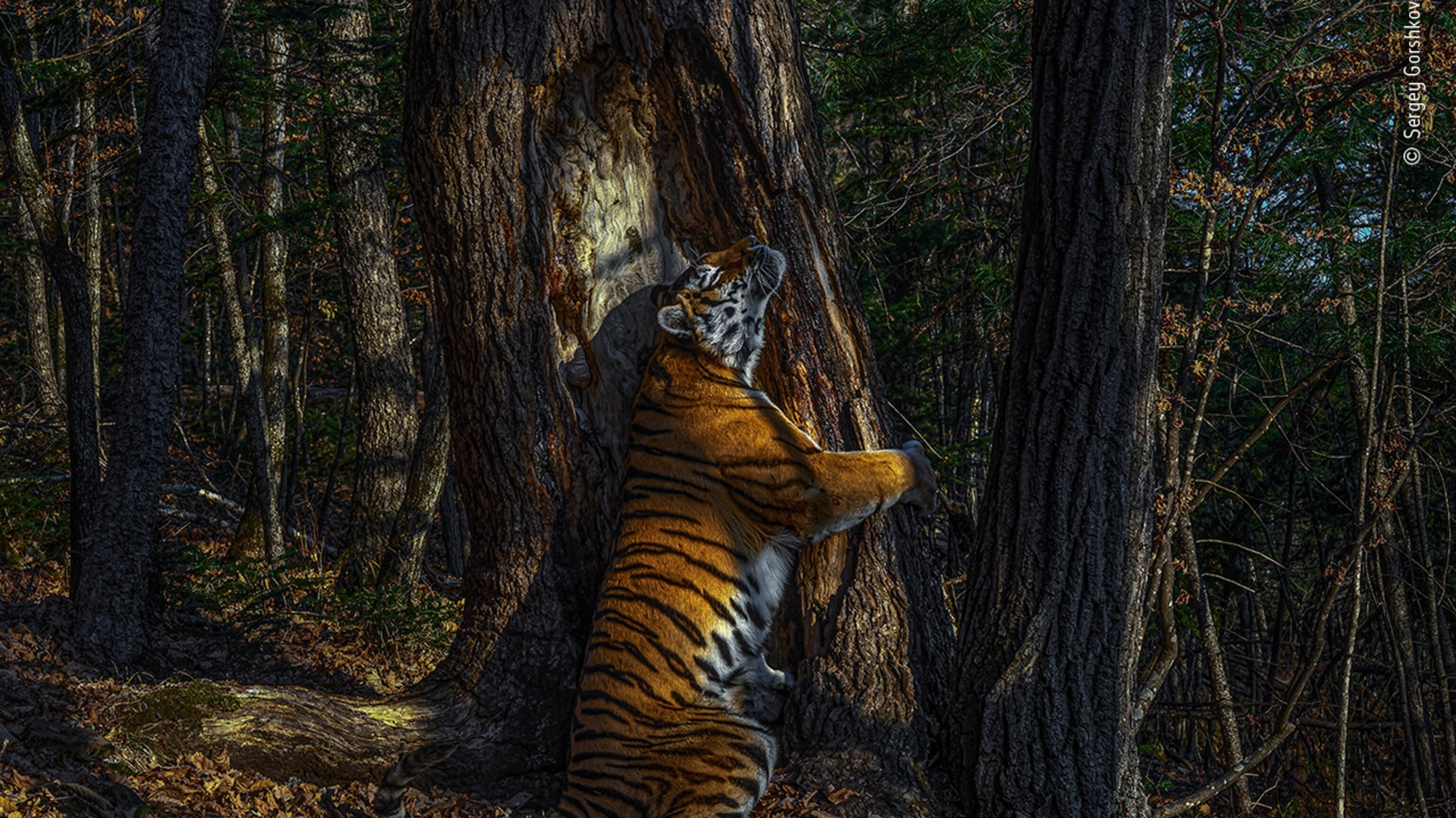 National Geographic: 100 Best Wildlife Pictures: Collector's