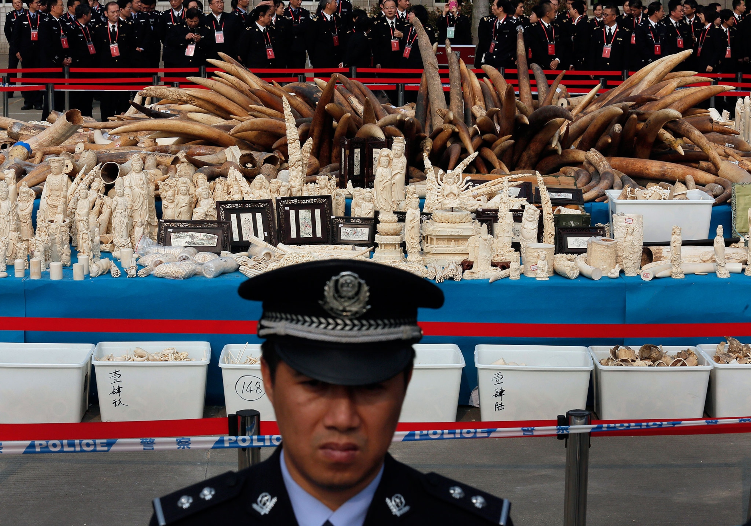 customs officer guarding a stockpile of seized ivory