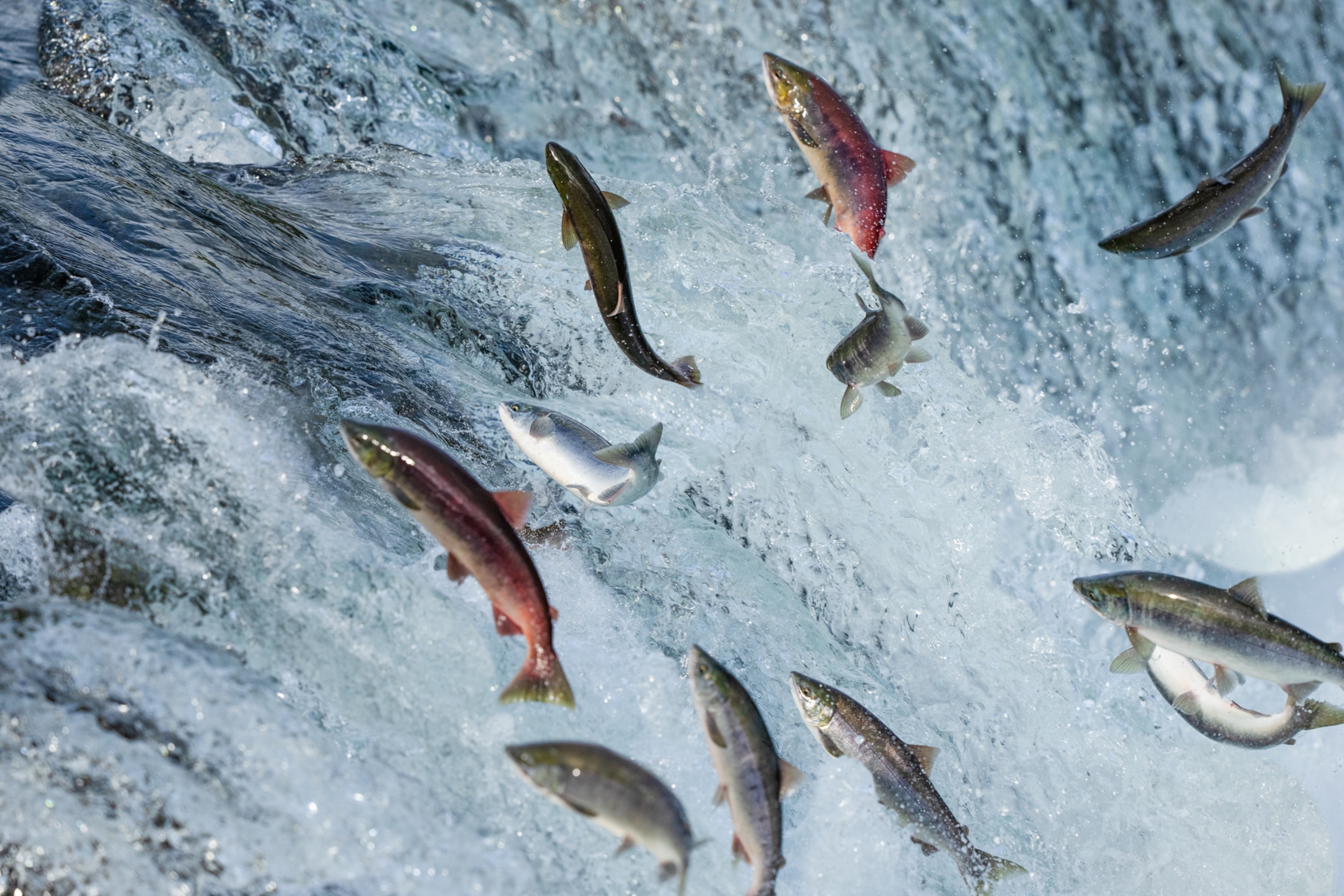 Waterfalls are hardly an obstacle for a motivated salmon, and at the peak of the run you can witness literally hundreds of salmon jumping over the falls to continue their journey upstream.