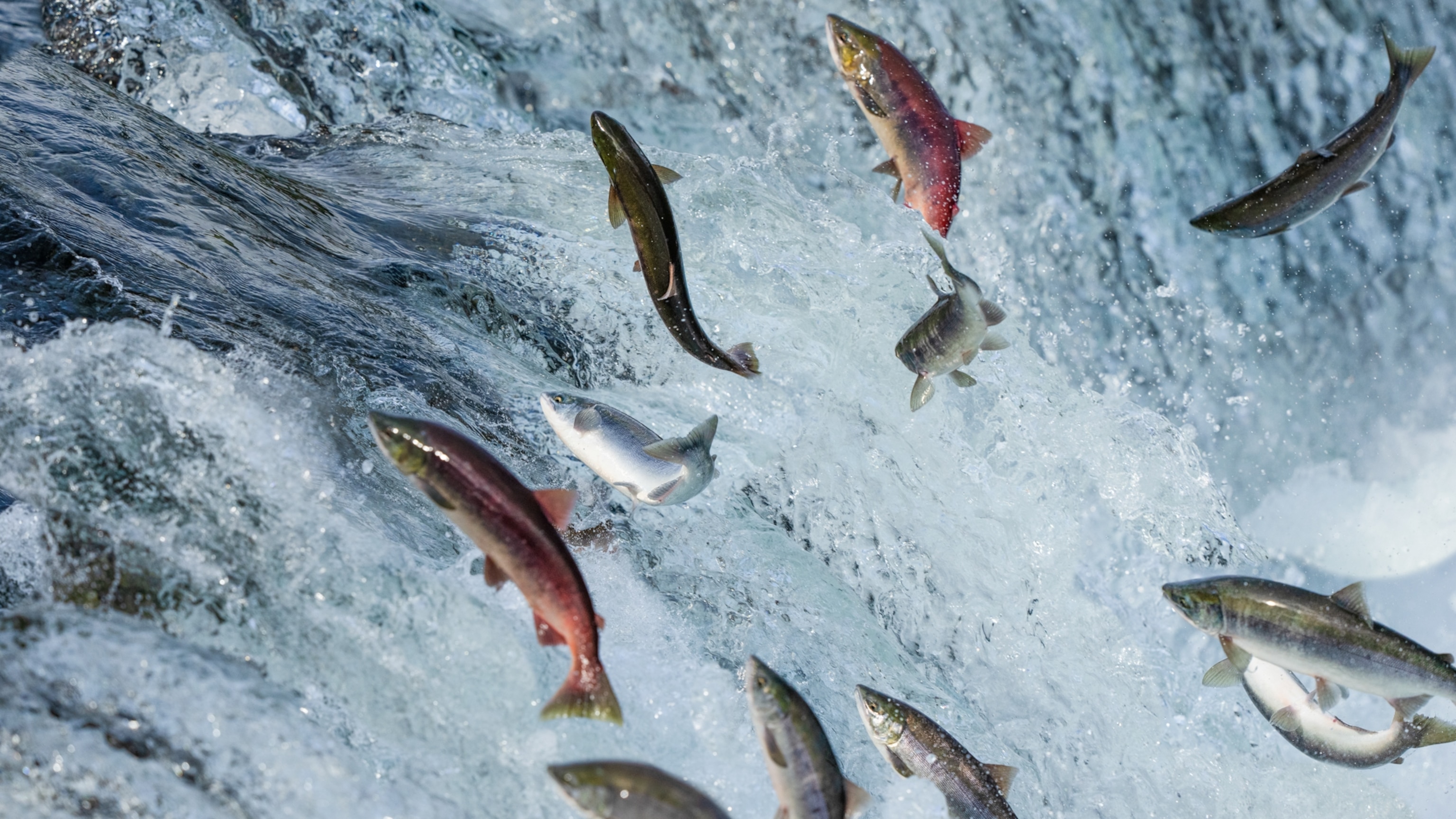 How to See Pacific Salmon Make Their Epic Annual Migration