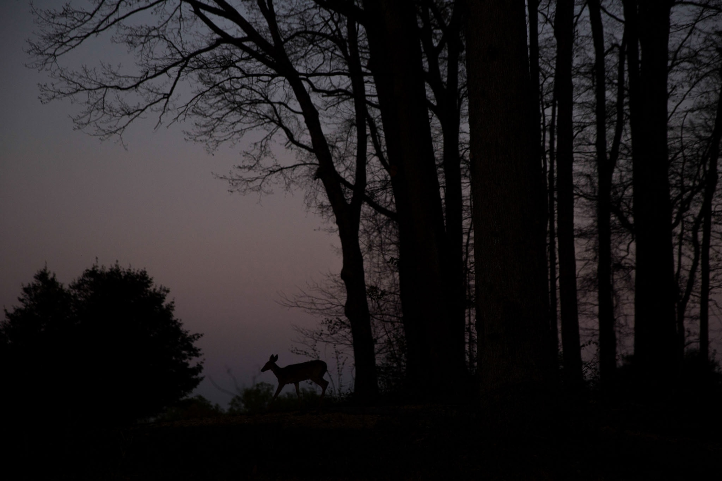 deer in the dark
