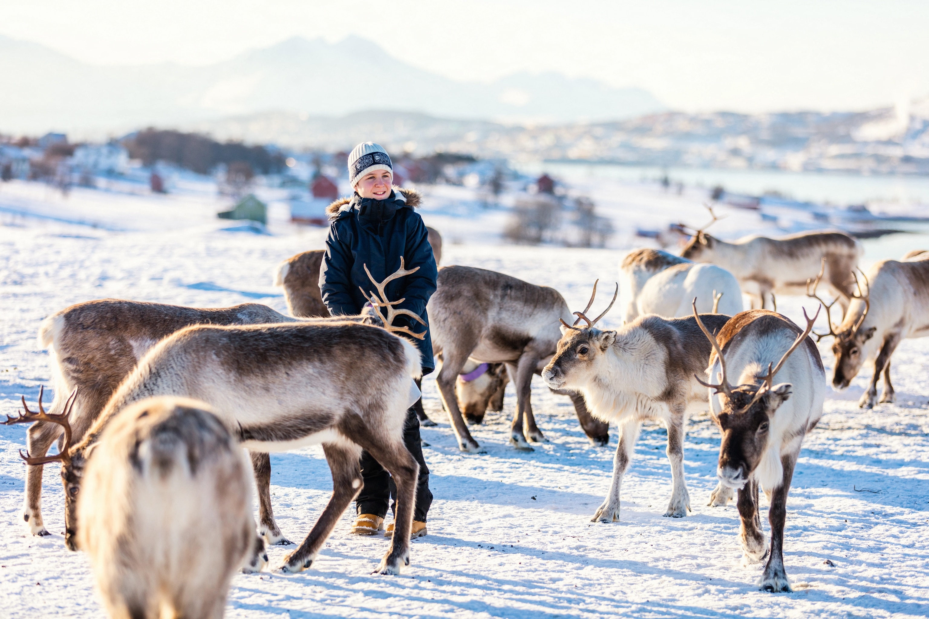 Several reindeer and one human in a snowy landscape