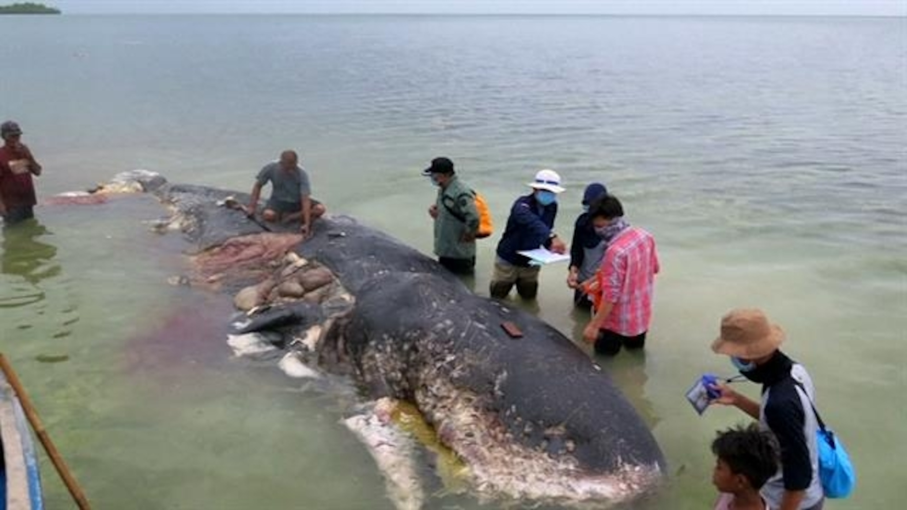 Sperm whale found dead with 13 pounds of plastic in its stomach in Indonesia