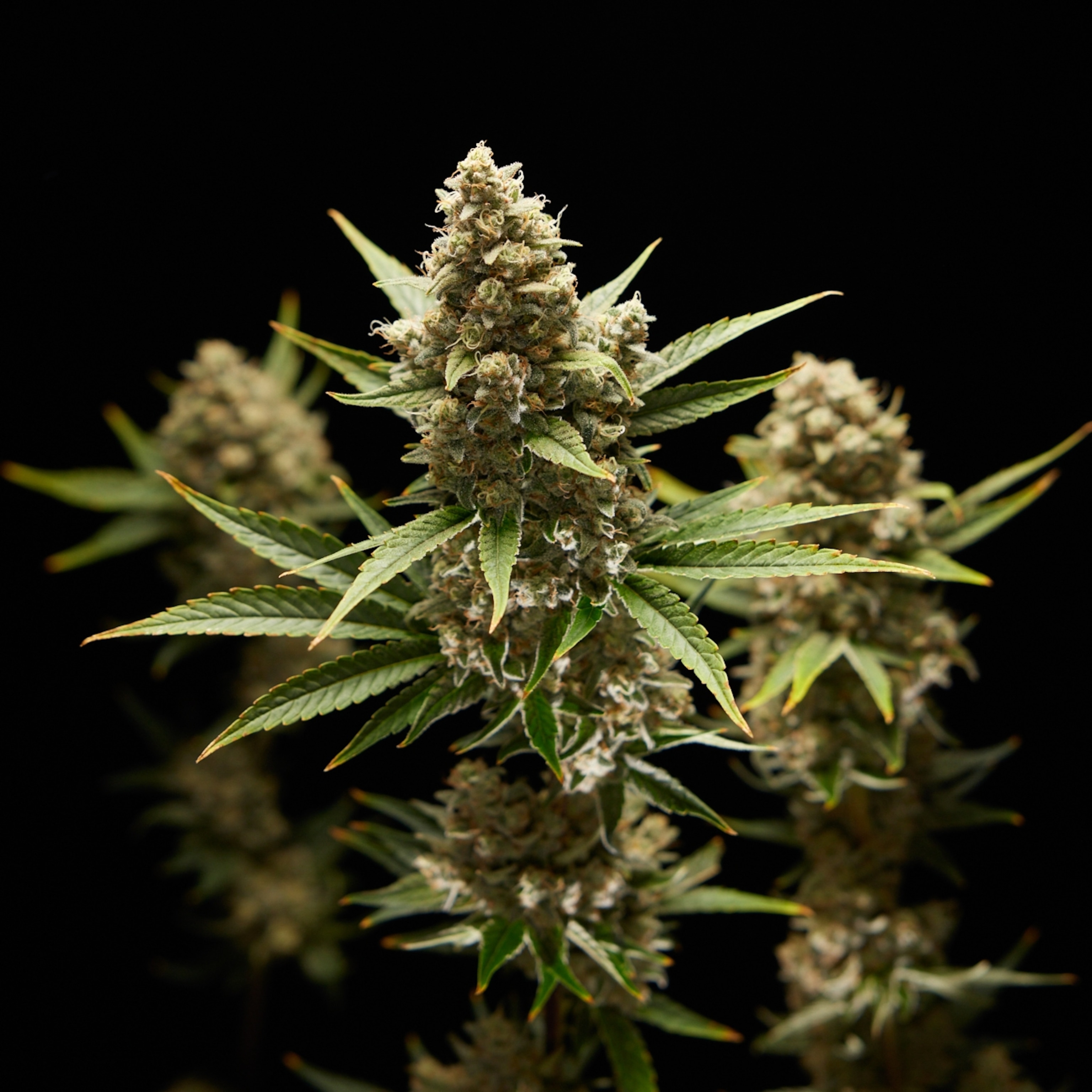 Cannabis plants with colas, seen against a black backdrop