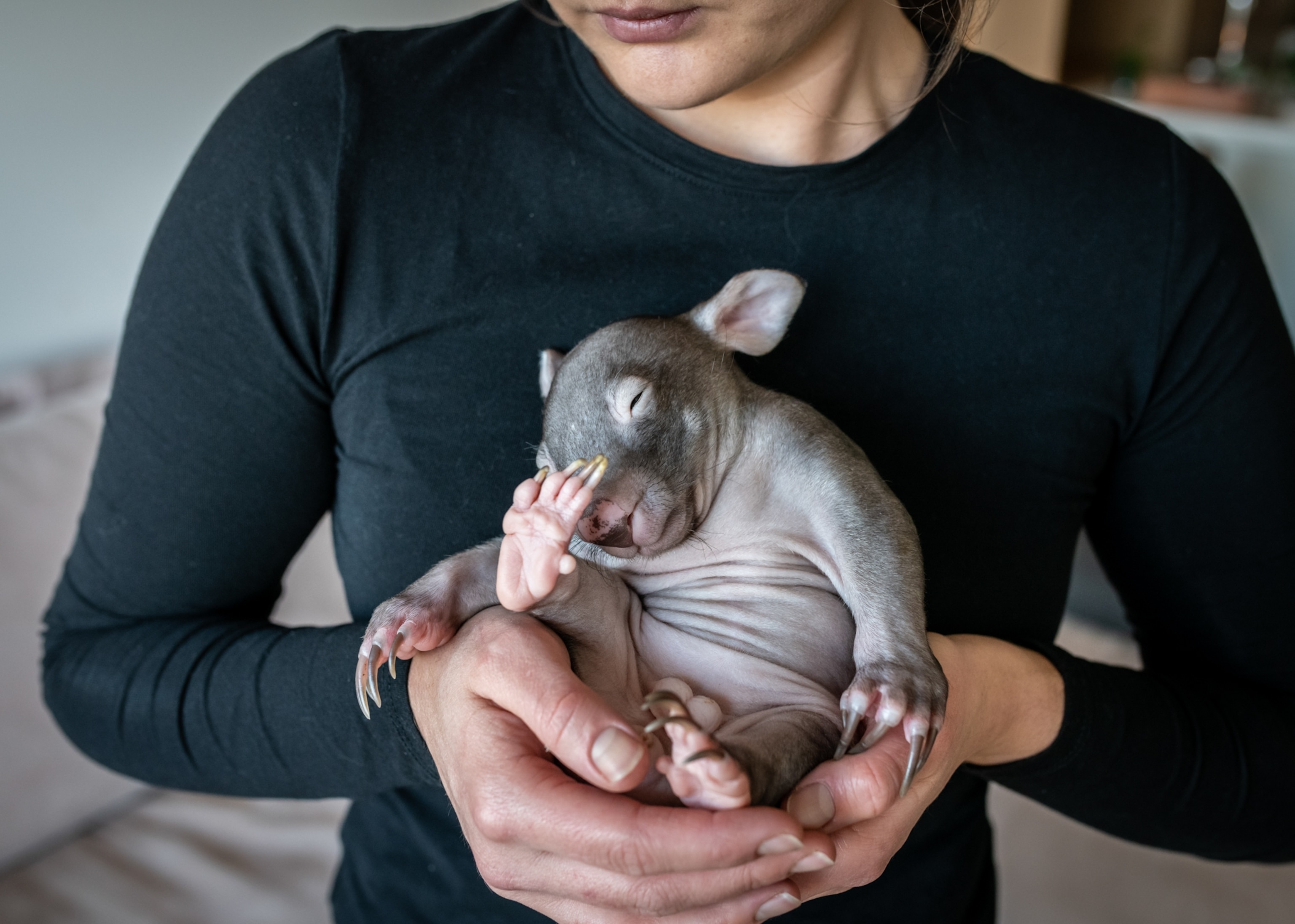 a woman holding a baby wombat with both hands