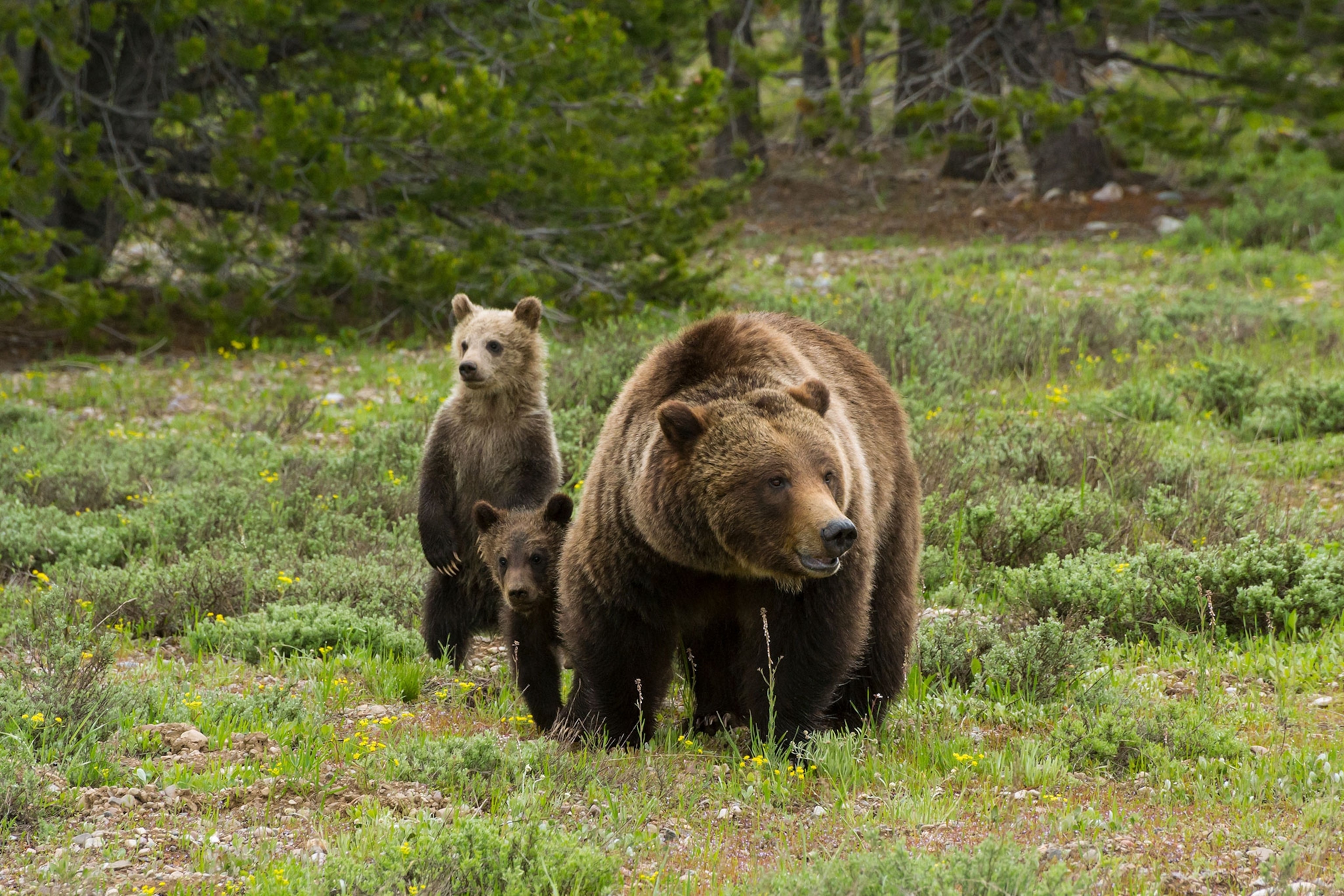 grizzly 399 in a sage-filled meadow with her cubs in Grand Teton National Park