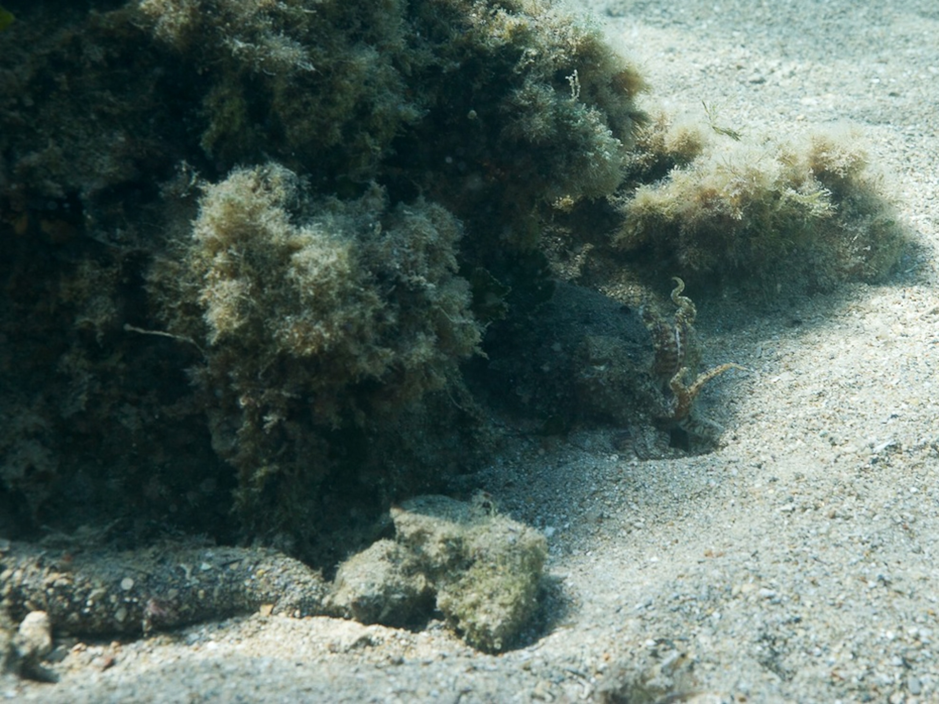 Cuttlefish camouflage picture: mimicking algae
