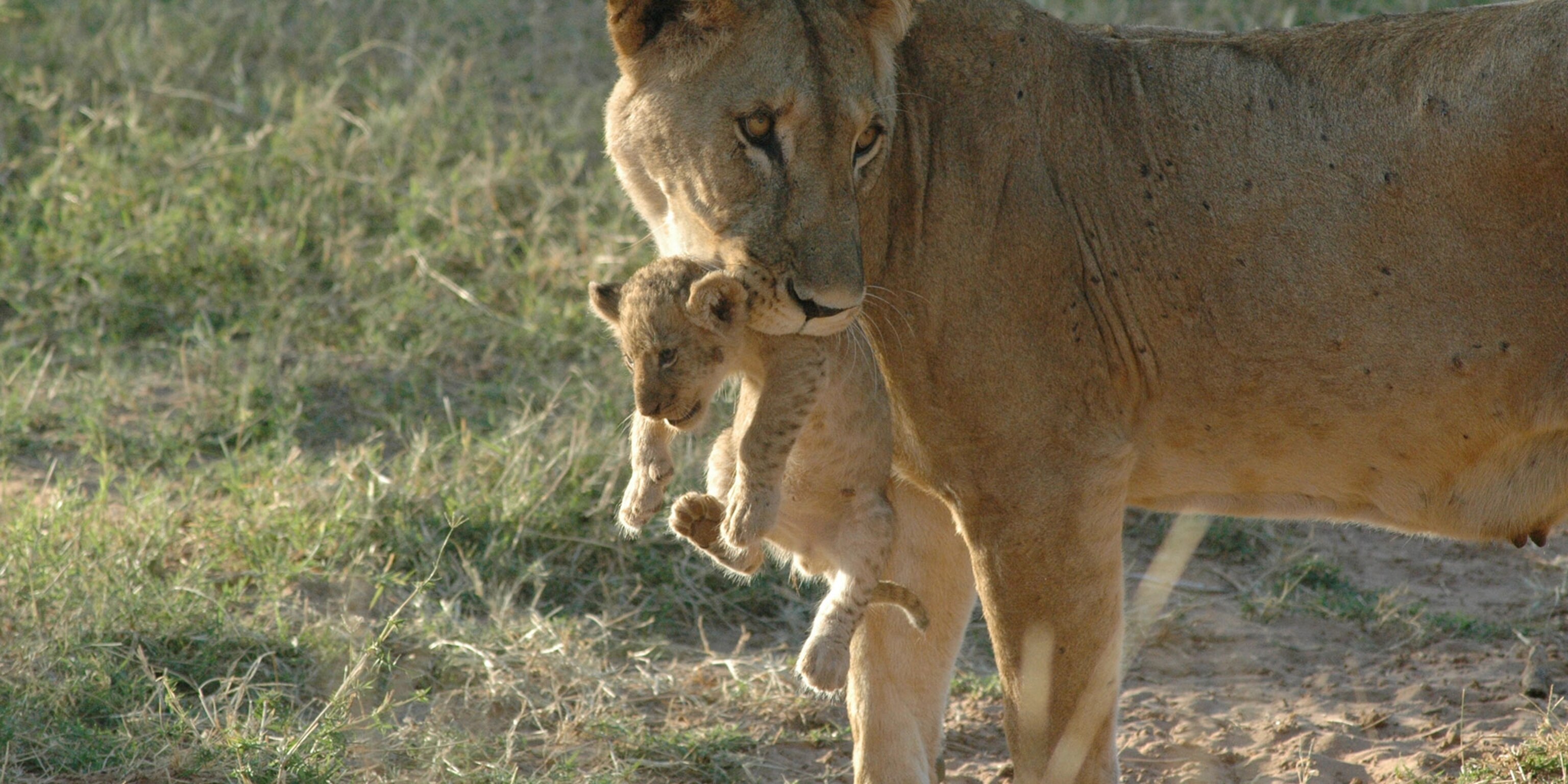 Meet The Surprisingly Solitary Lions Of Samburu Kenya