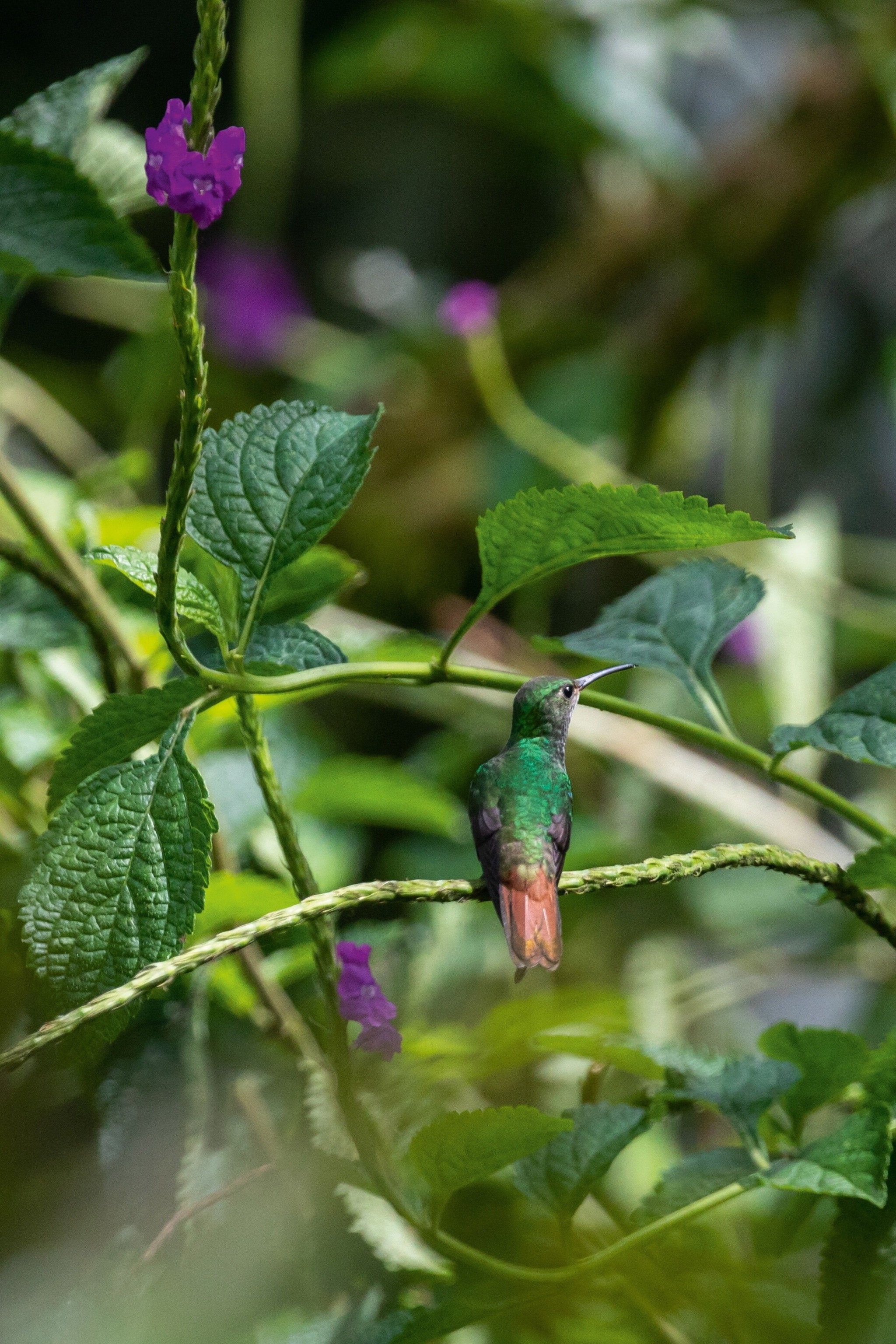 A rufous-tailed hummingbird takes a rare break on a branch in the Arenal region.