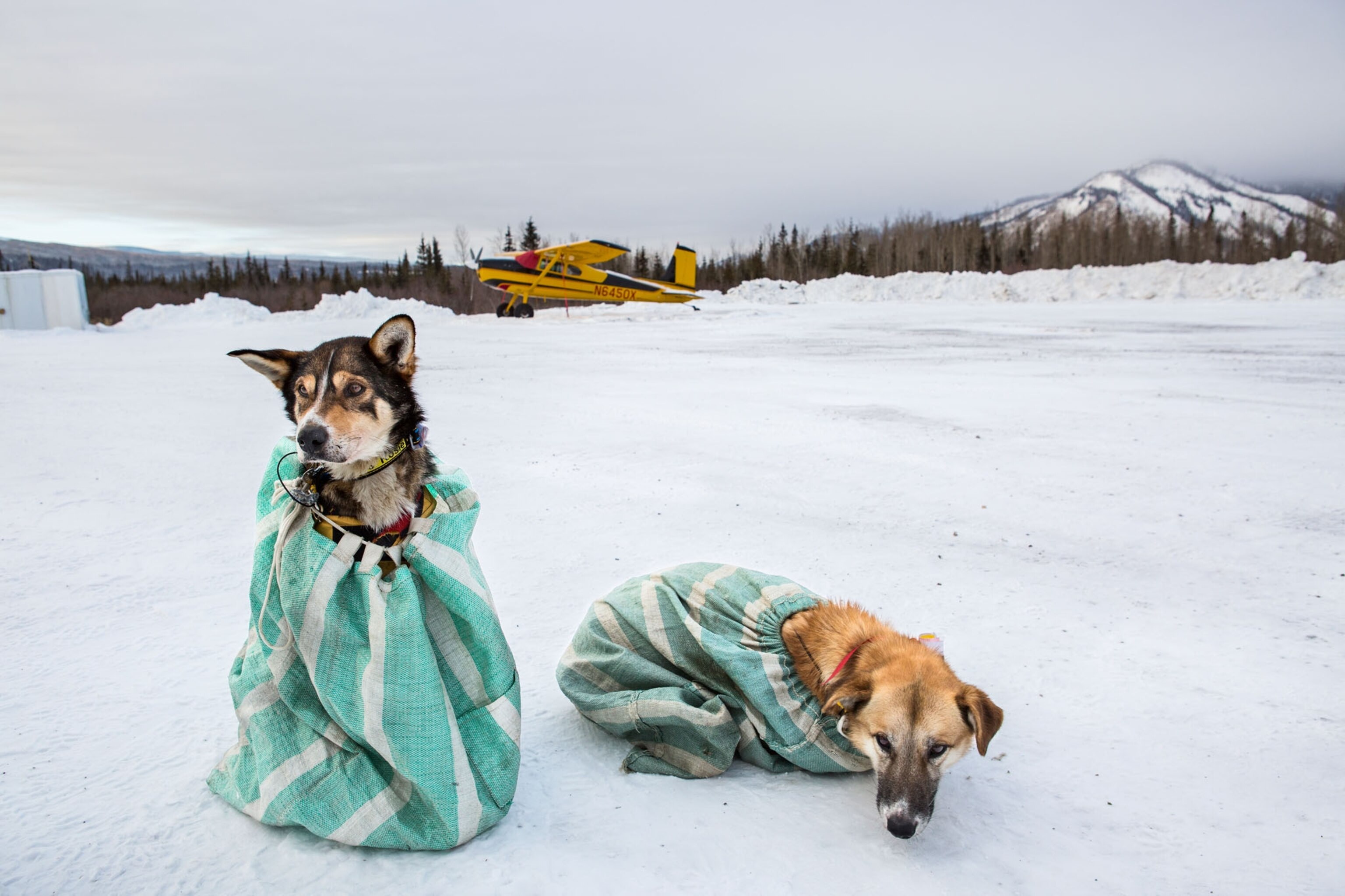 two dogs in striped fabric bags.