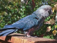 Parrot Who Was Among Last Of Its Kind Said To Have Inspired Rio 