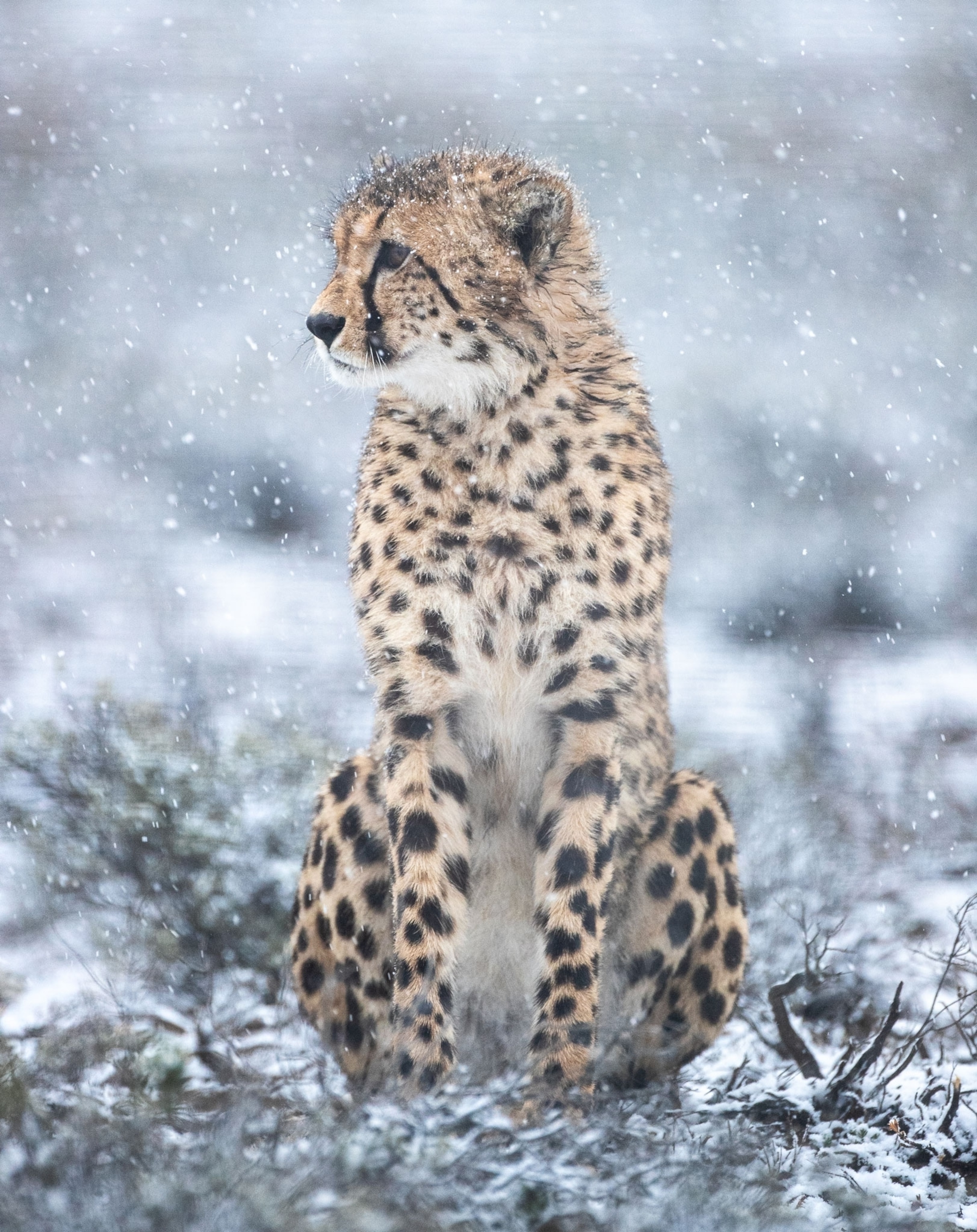 an African cheetah sitting in the snow