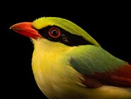 Joel Sartore On The Photo Ark