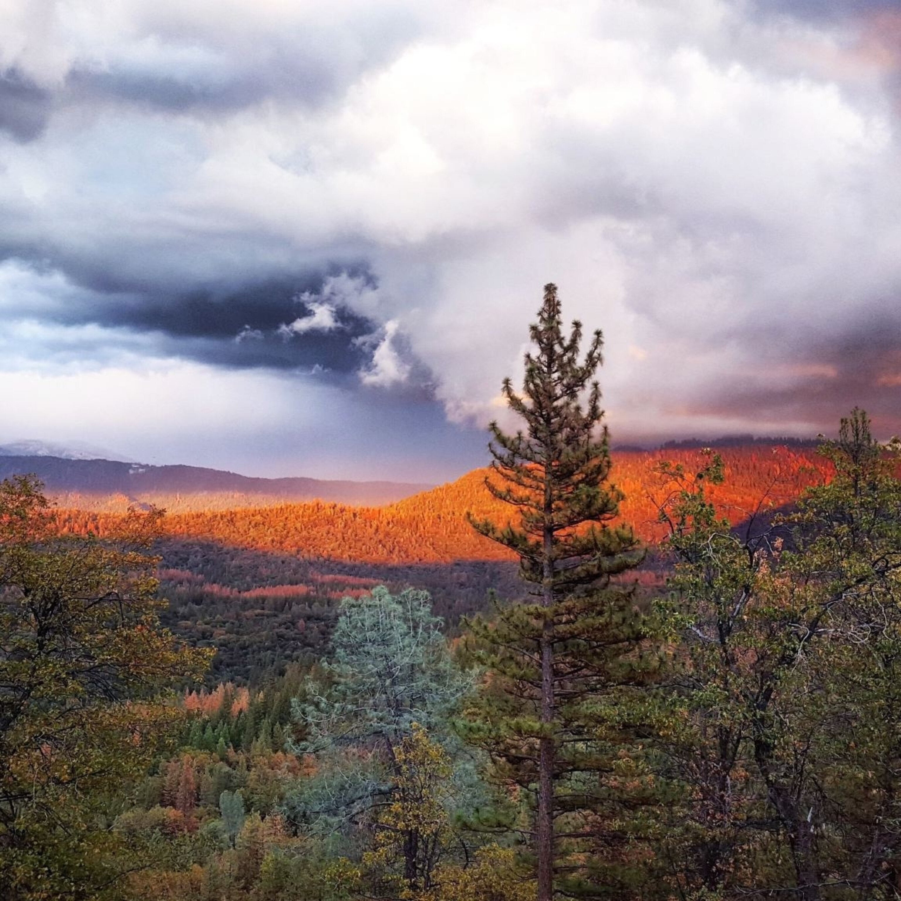 Inside the political battle to preserve a sprawling national forest in  California