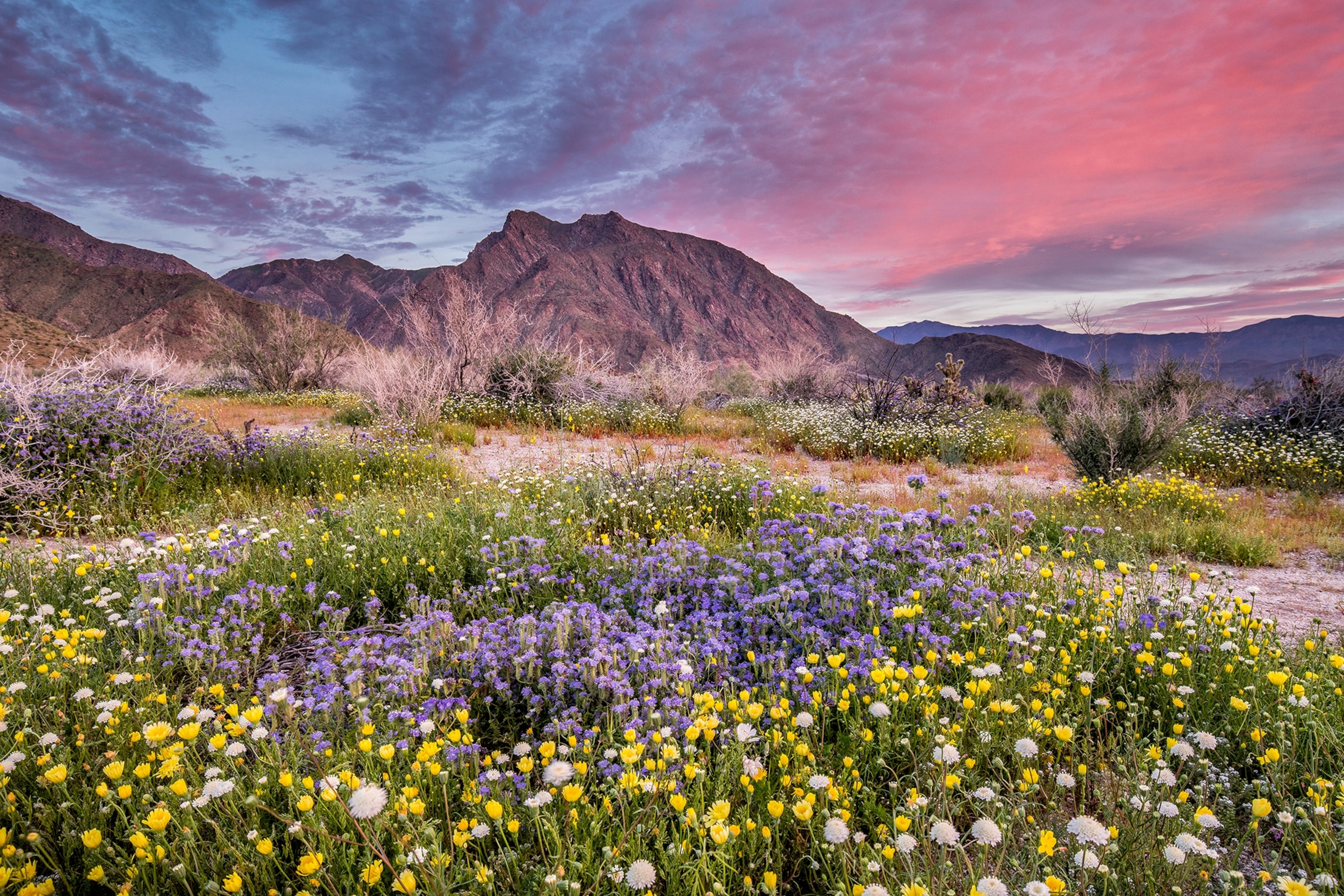 Wildflowers in spring bloom, Anza-Borrego Desert State Park, California